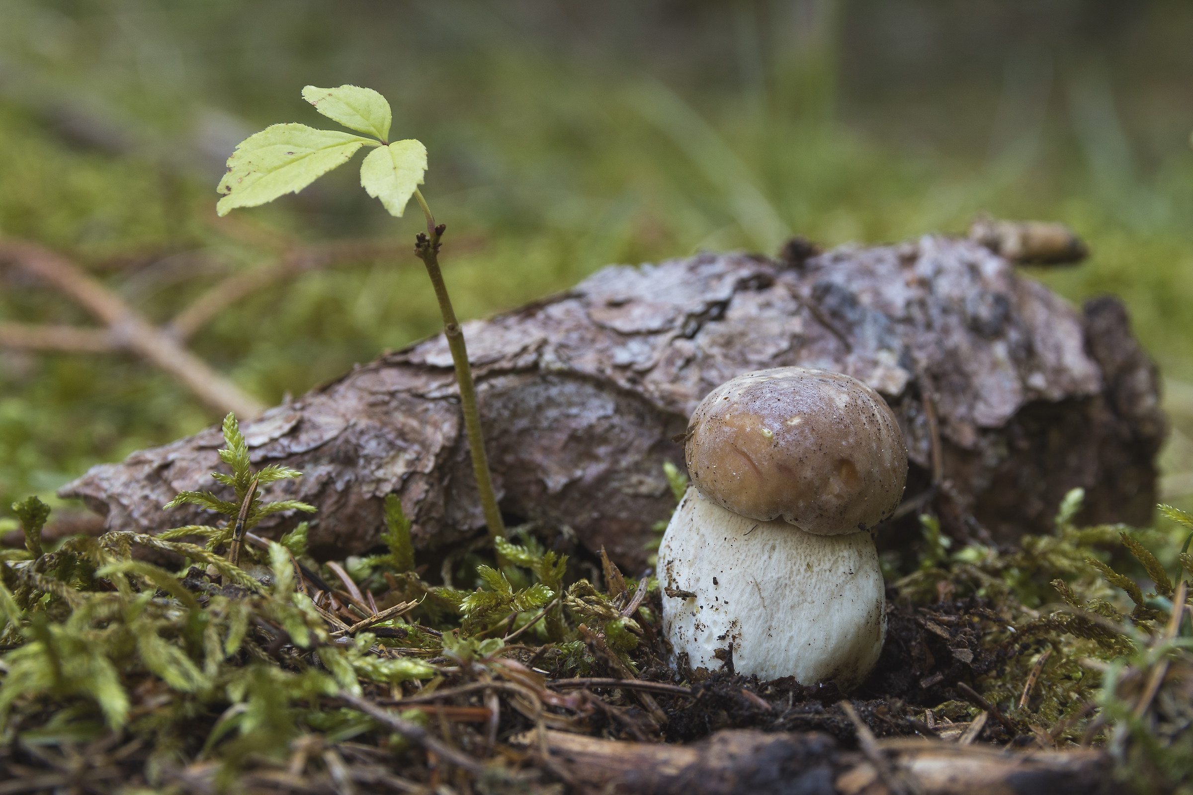 Walking in the woods ... # mushrooms # Autumn #Trentino
