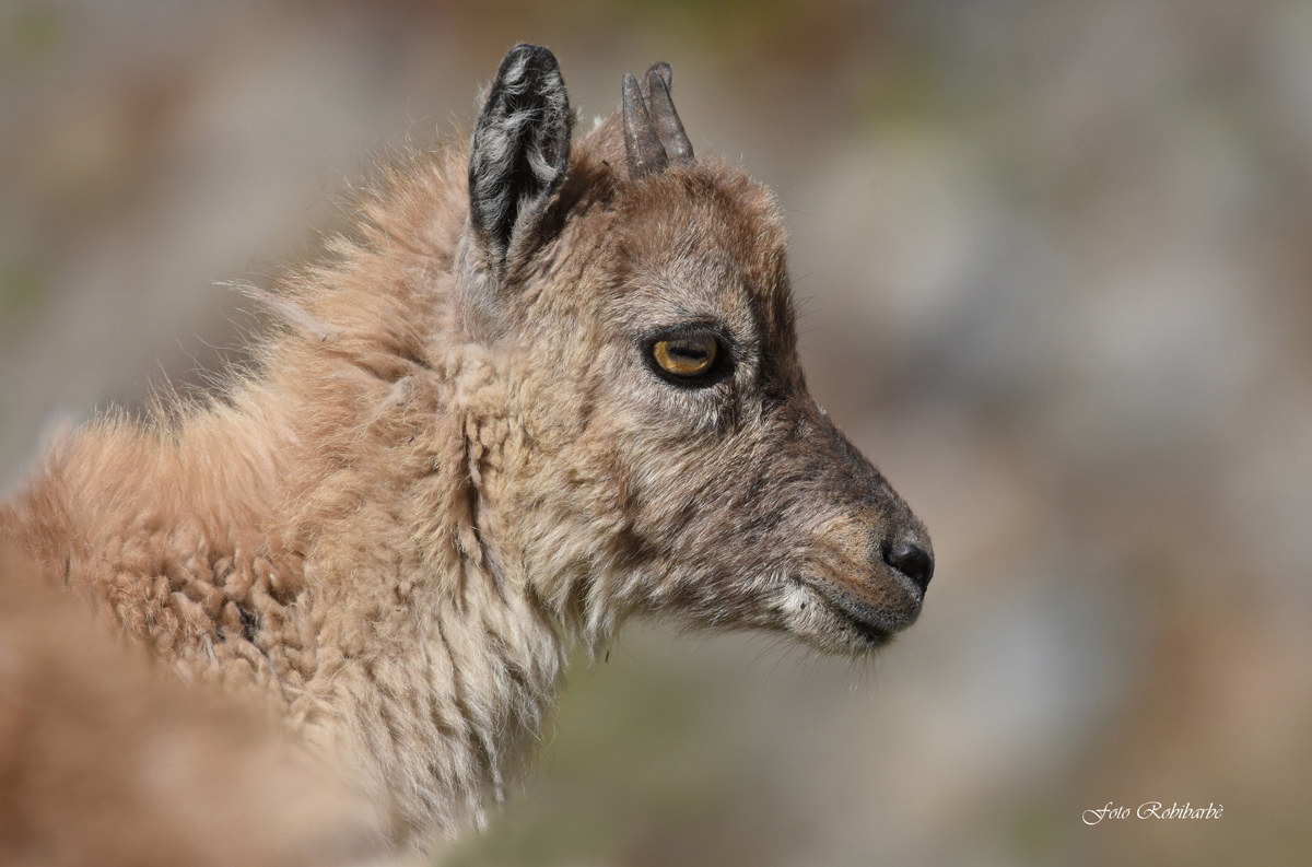Un giovane profilo...