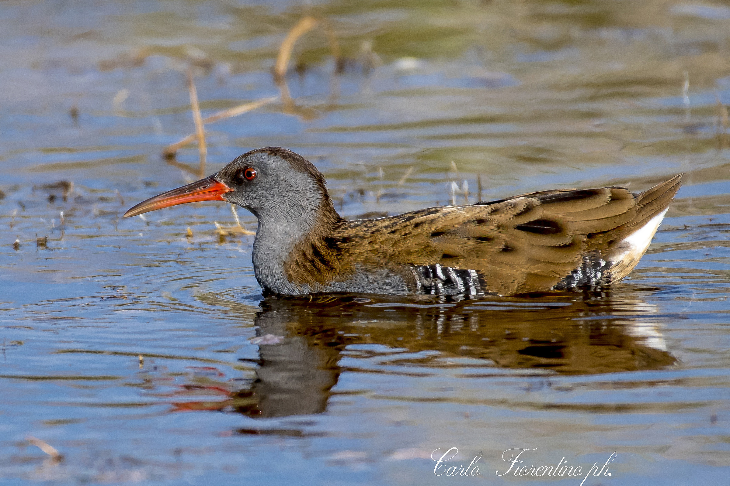 Porciglione adulto (Rallus aquaticus).