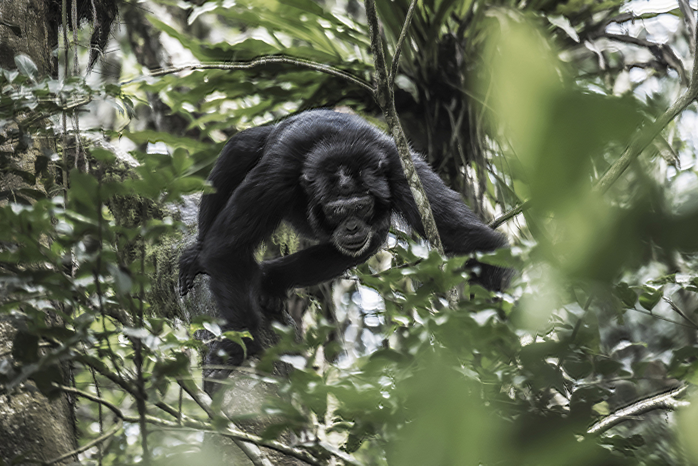 Chimpanzees - (moved with fury)