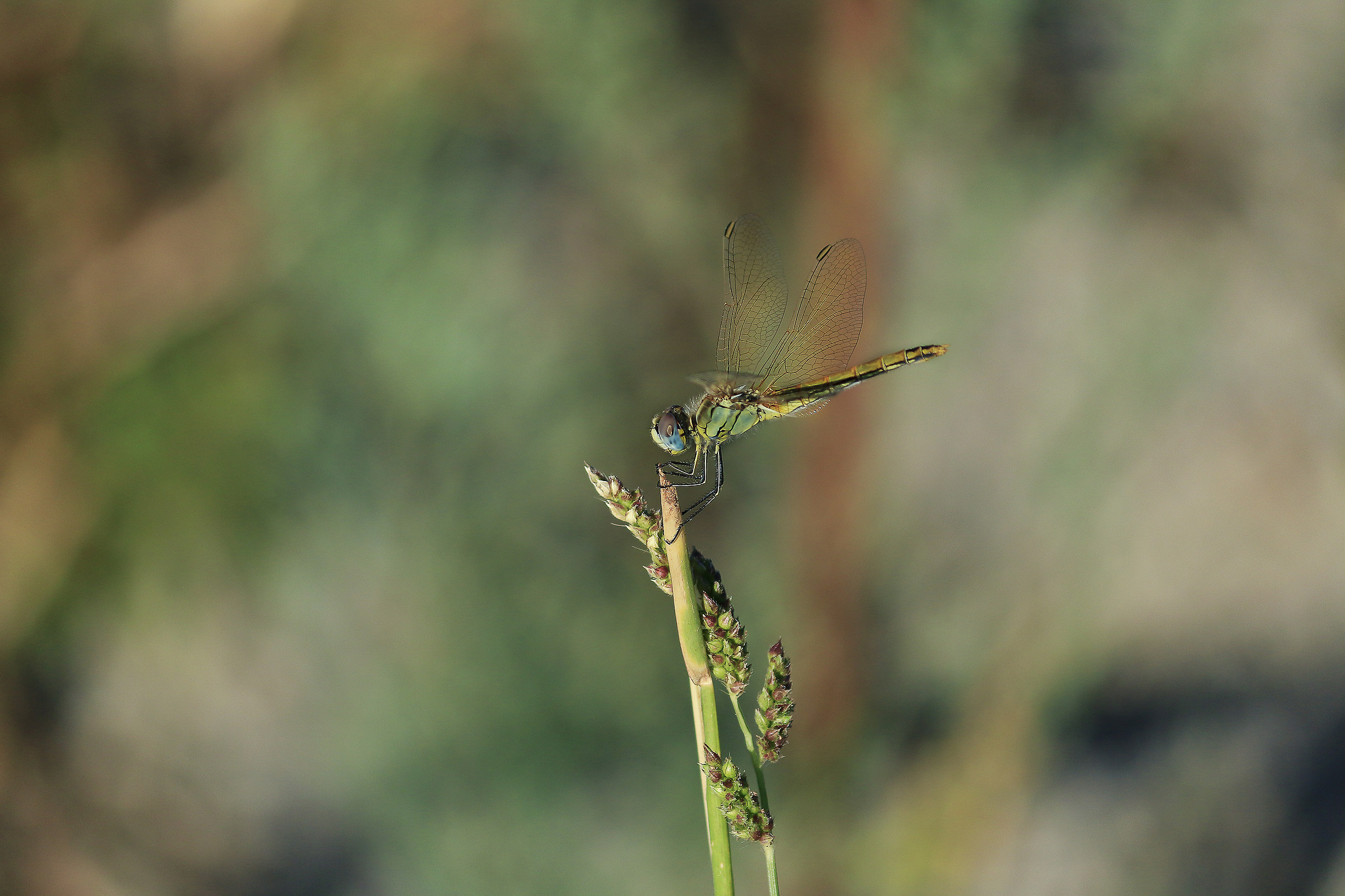 Libellula