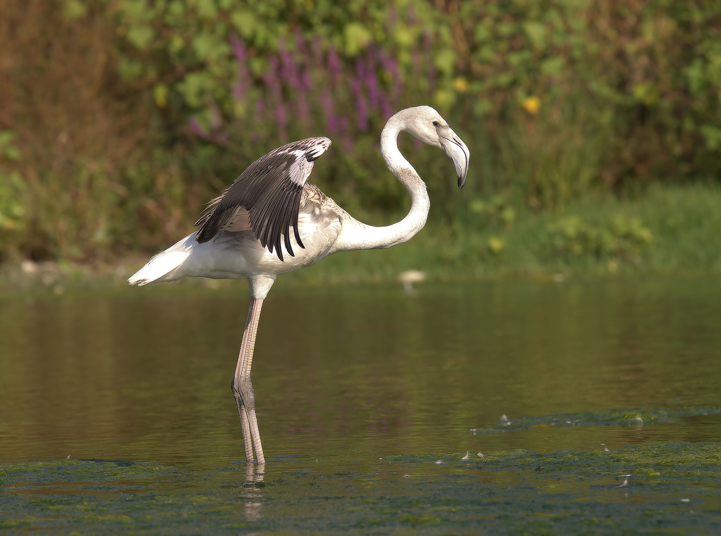 Flamingo juv