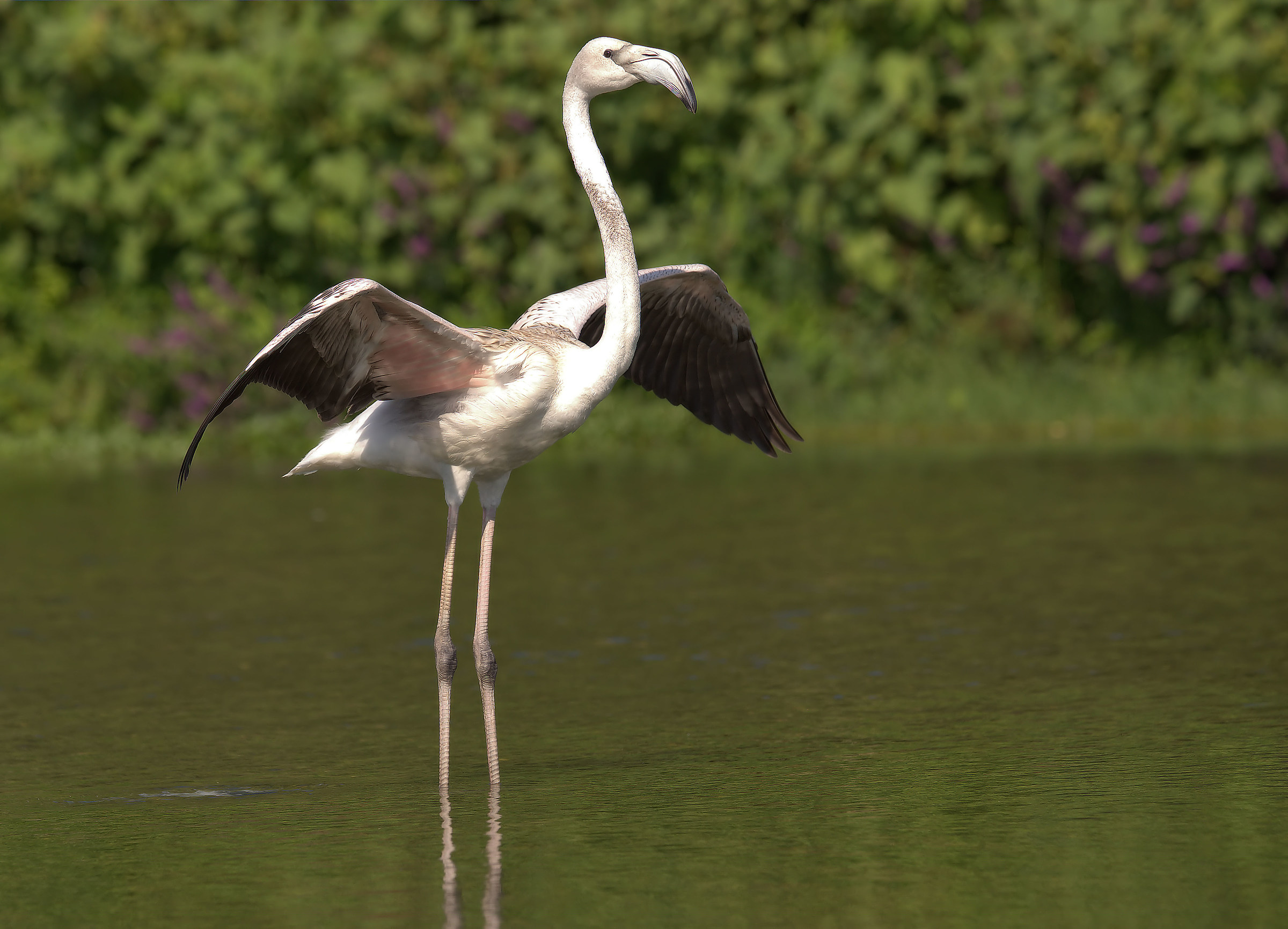 Flamingo juv