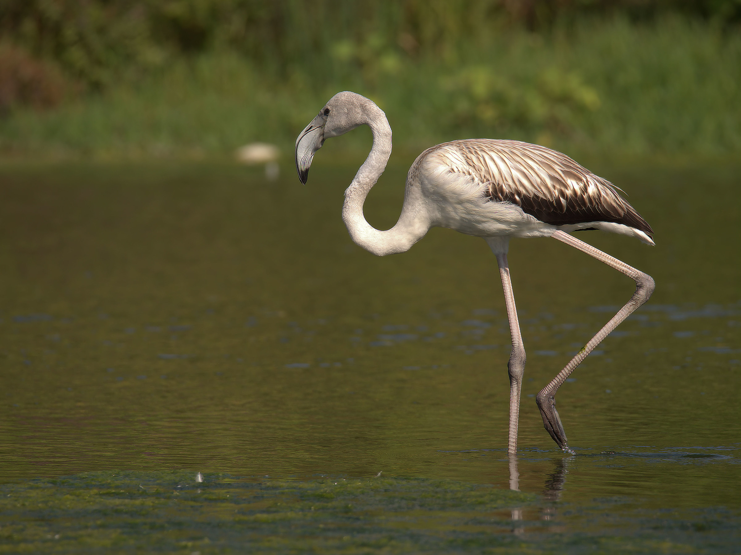 Flamingo juv