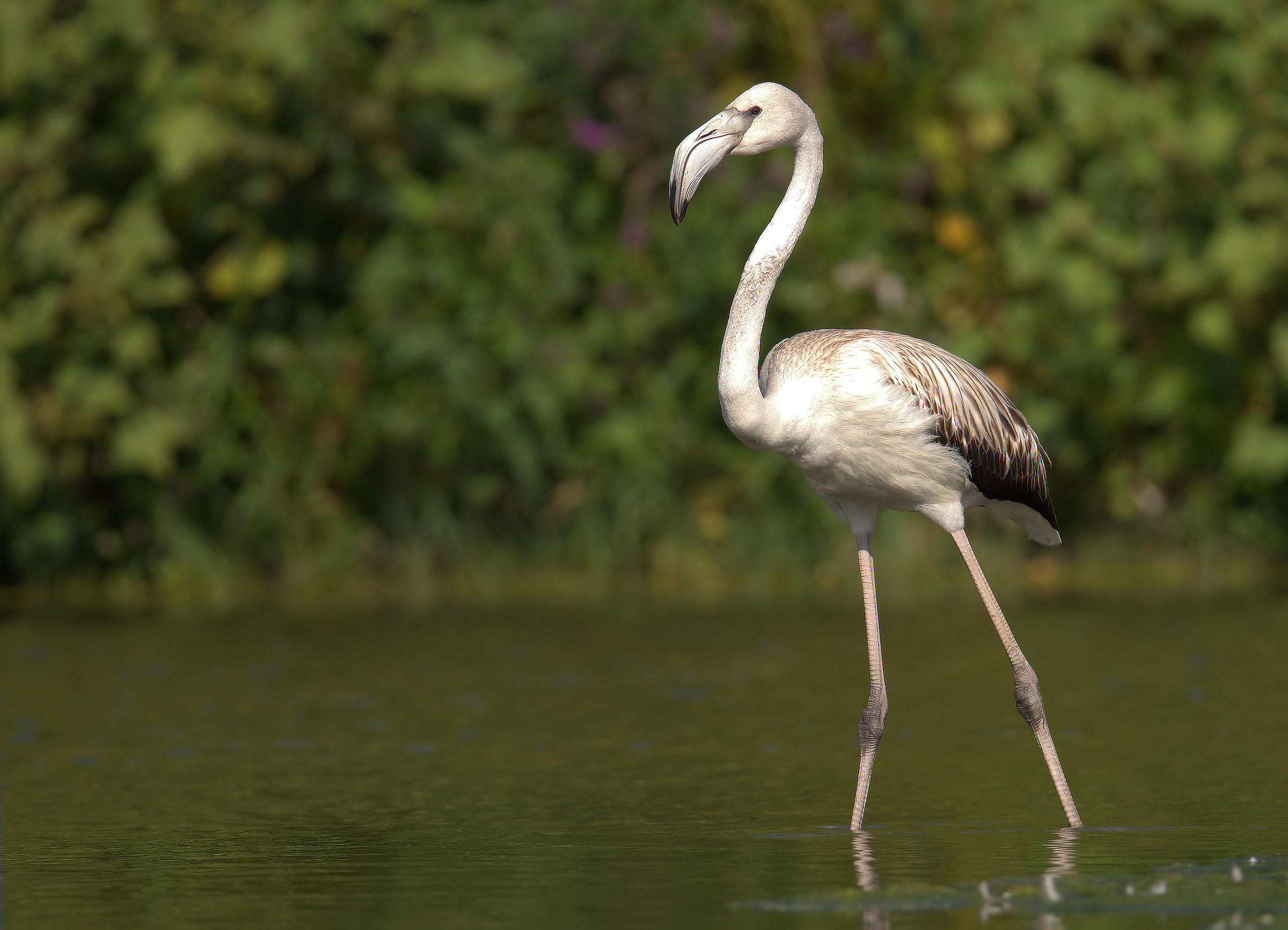 Flamingo juv