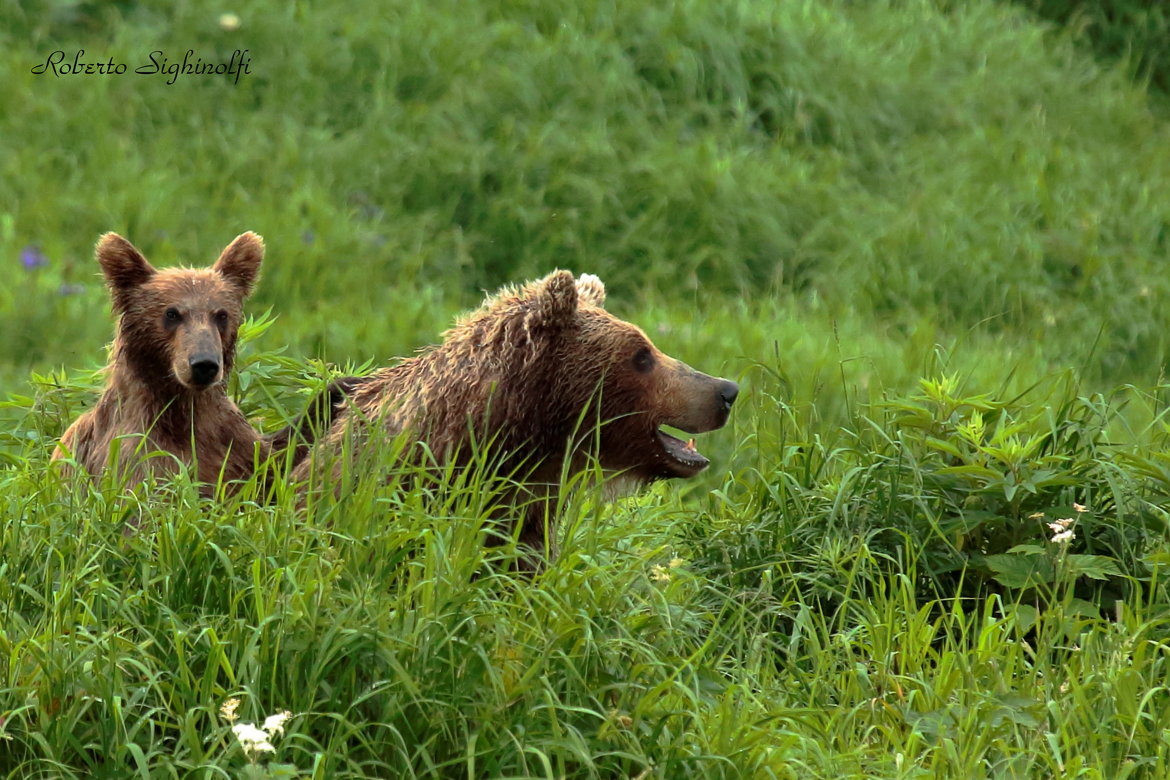 Teddy Bear and Mummy Bear 1