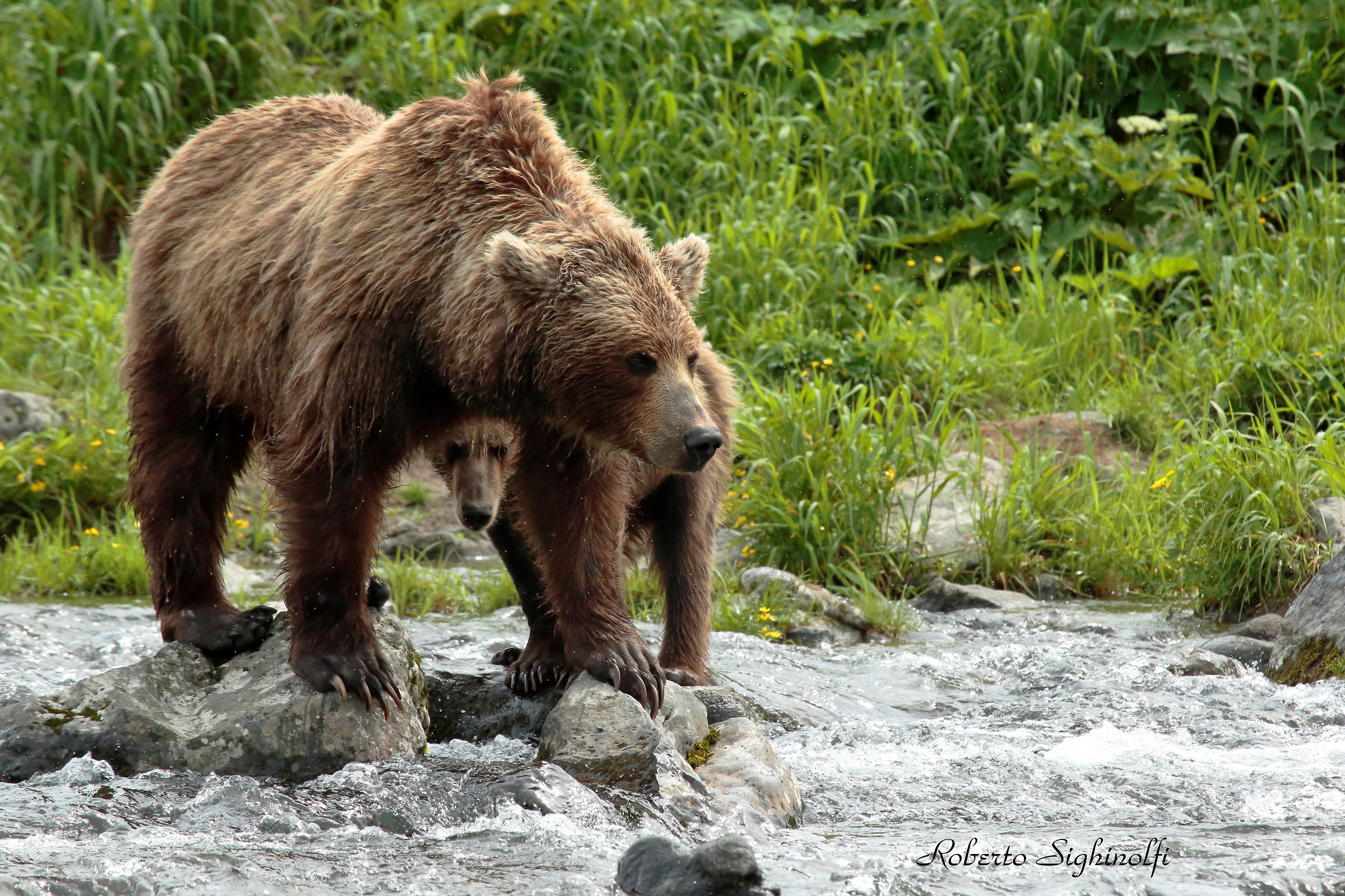 Bear and Mummy Bear 3