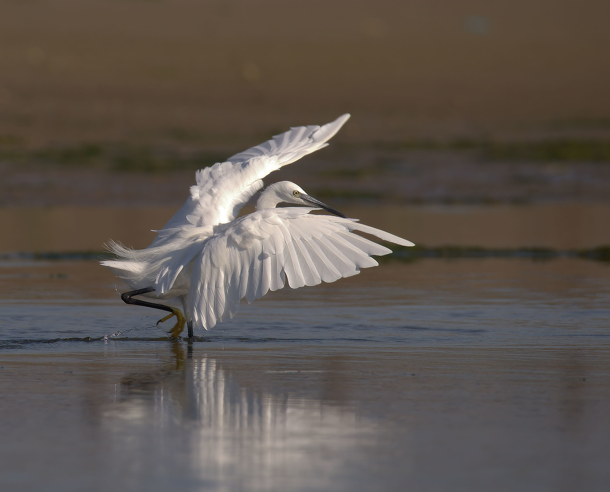 Egret
