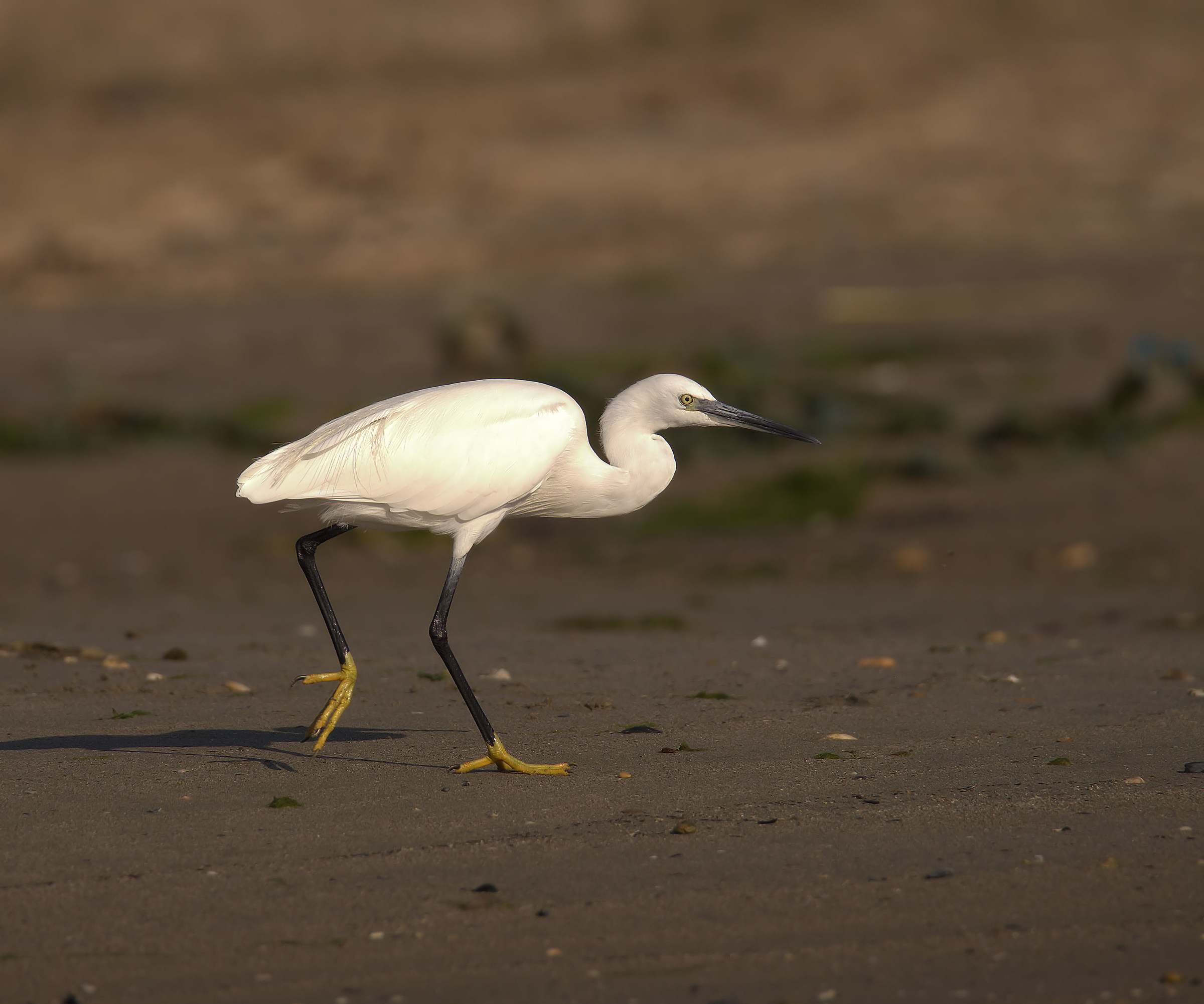 Egret