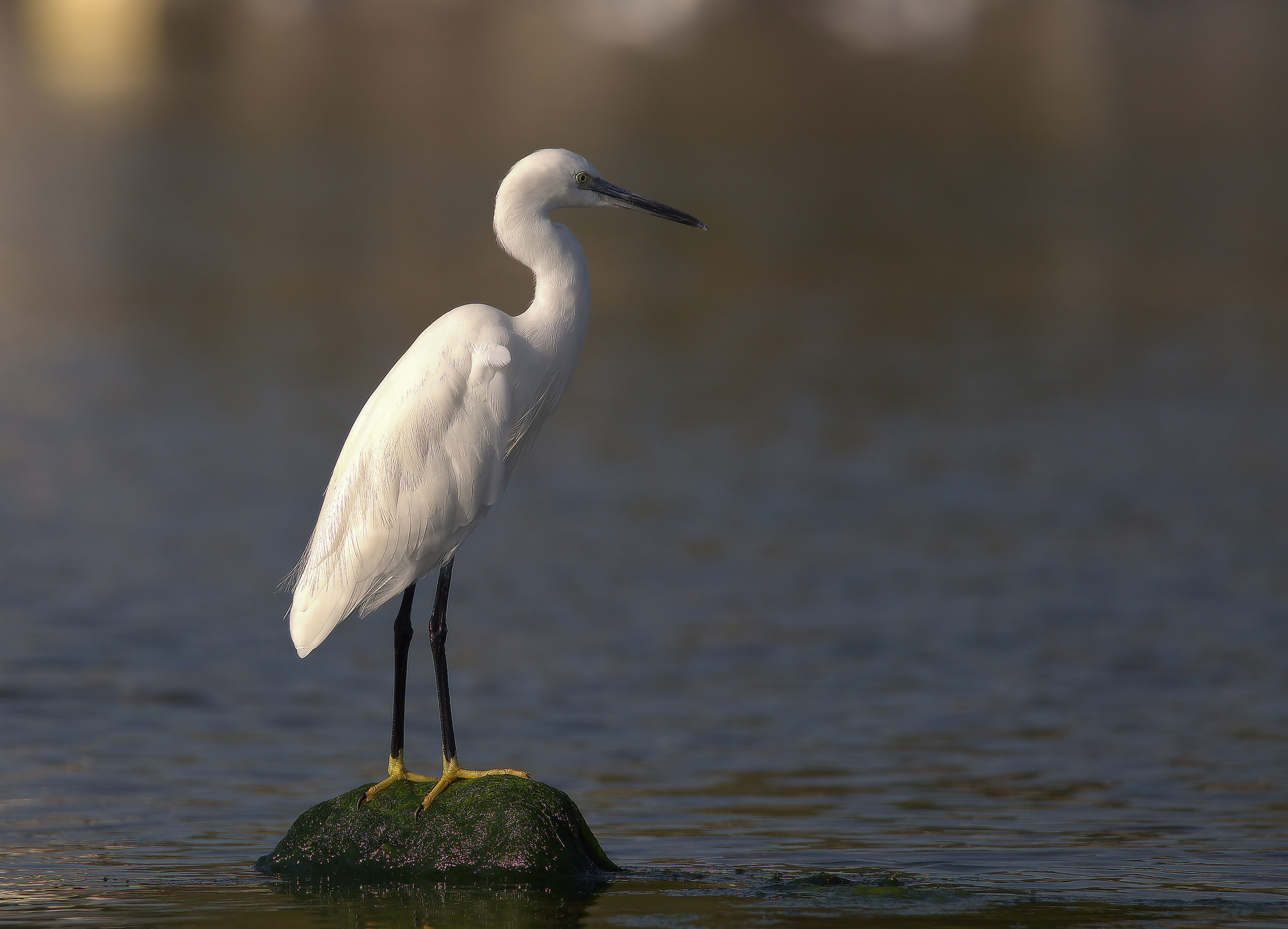 Egret