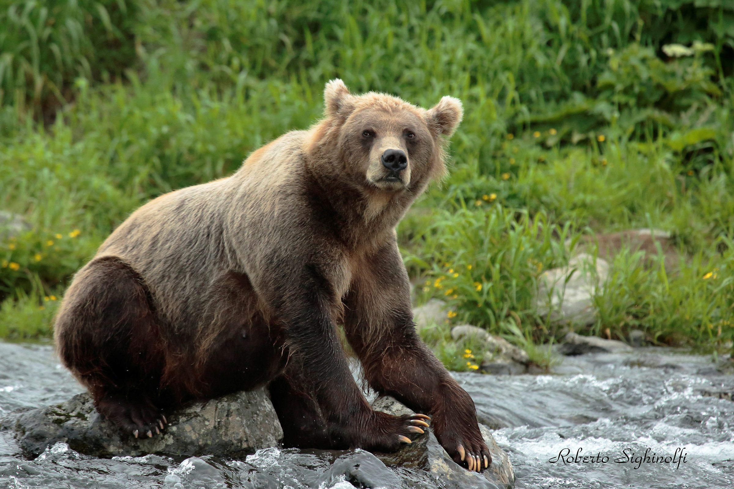 Adult bear on rock in the creek