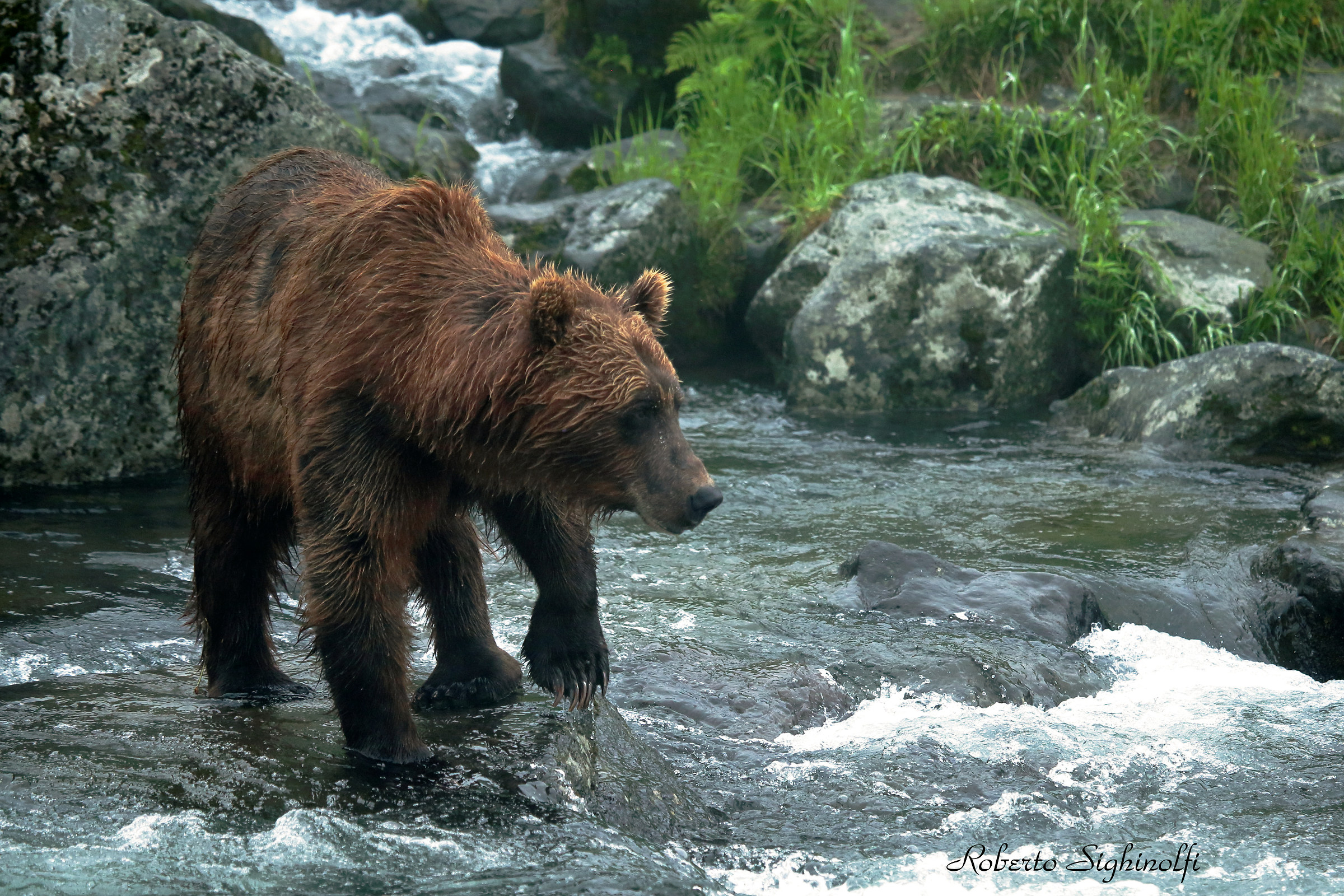 Adult bear crosses the creek