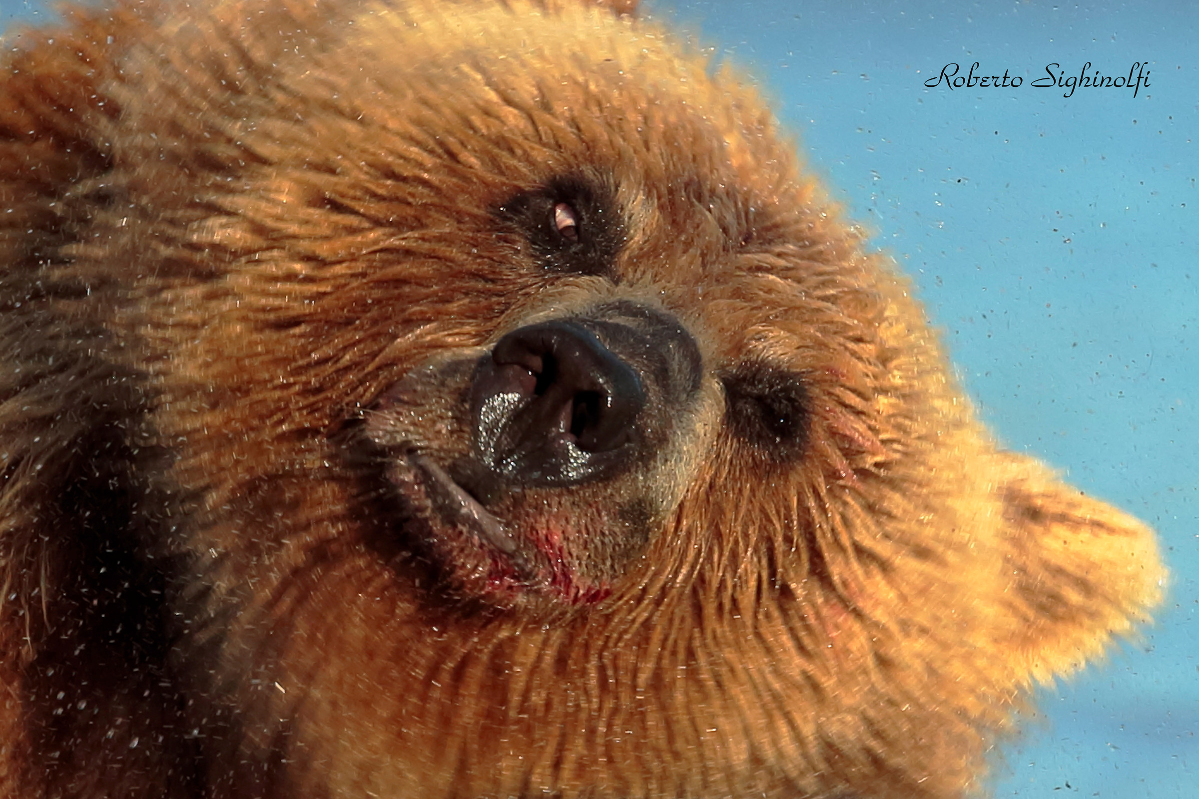 The bear rolls the close-up water