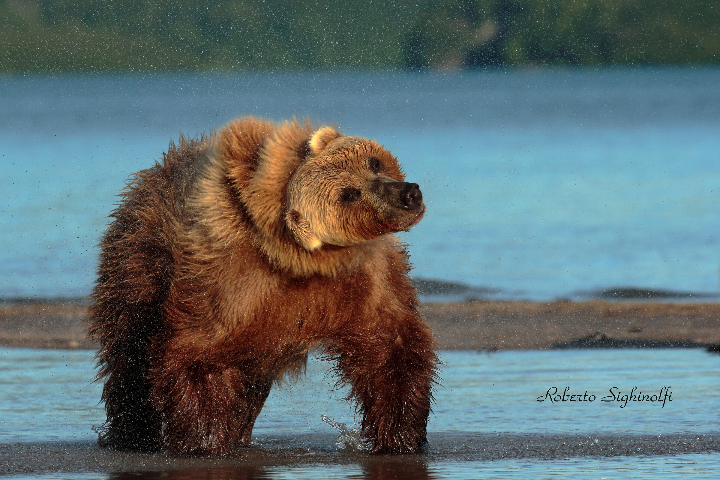 The bear rolls the water off