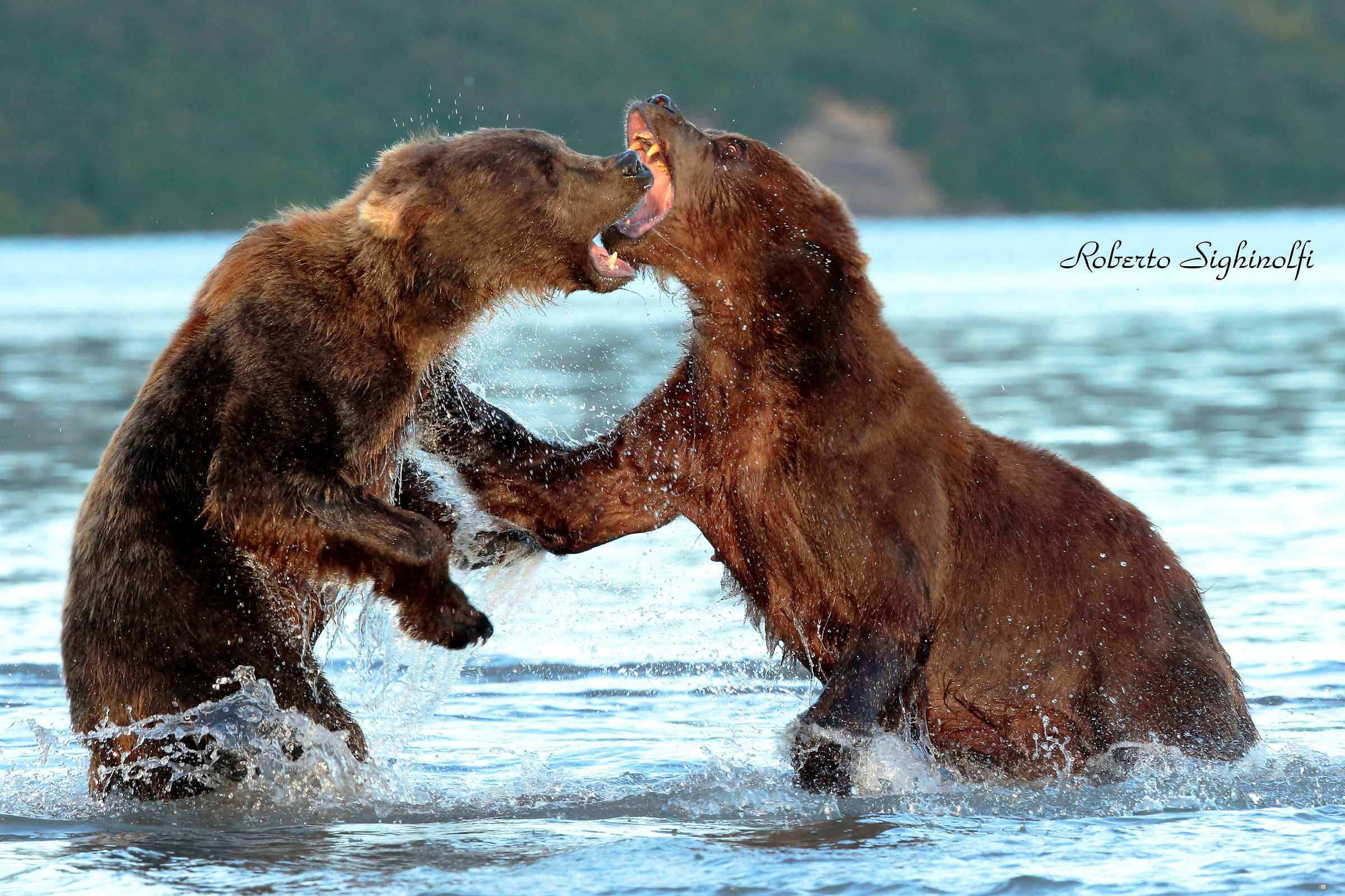 Litigation among adult bears