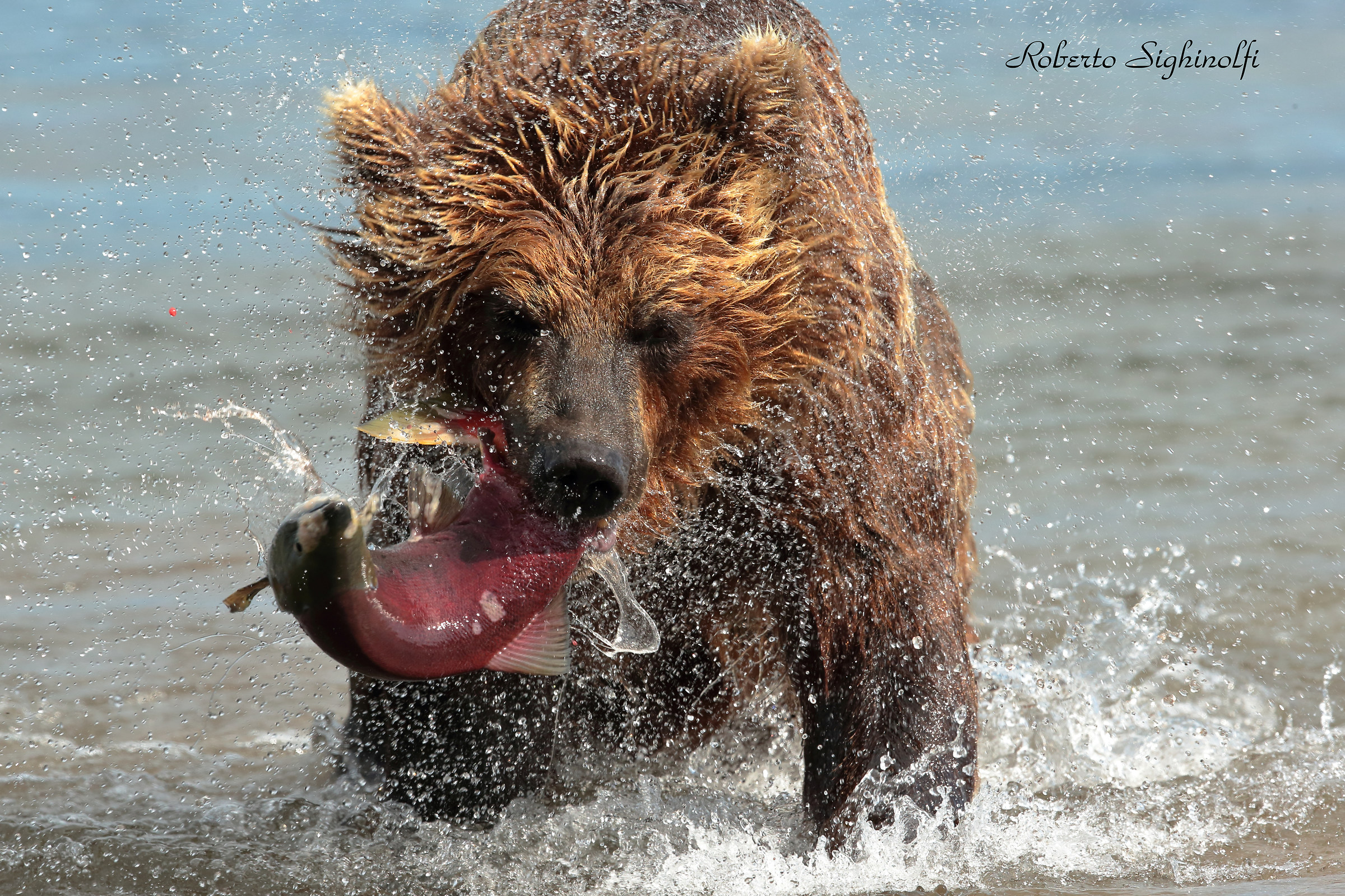 Salmon catching 2