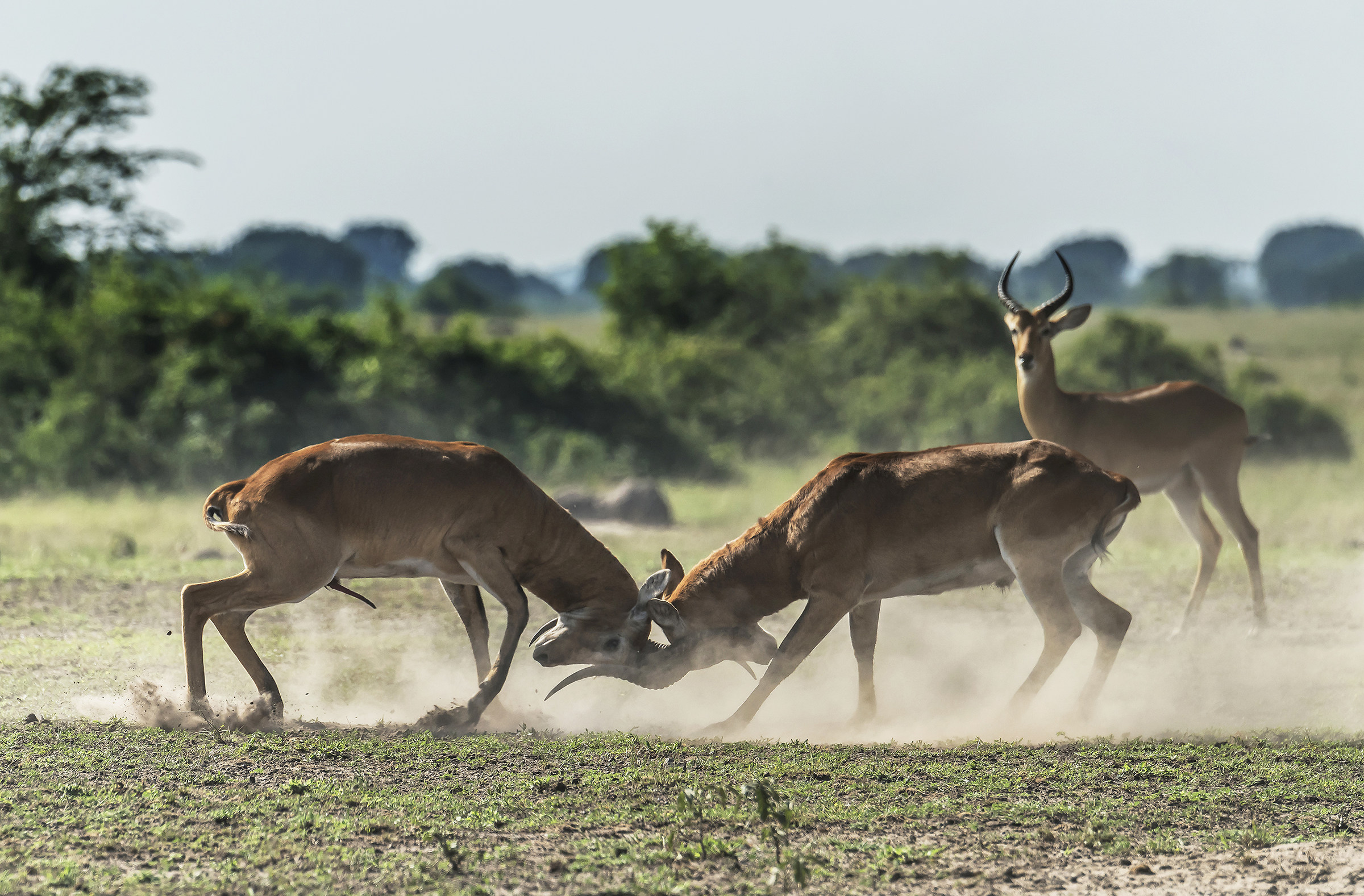 Uganda kobs - A real fight