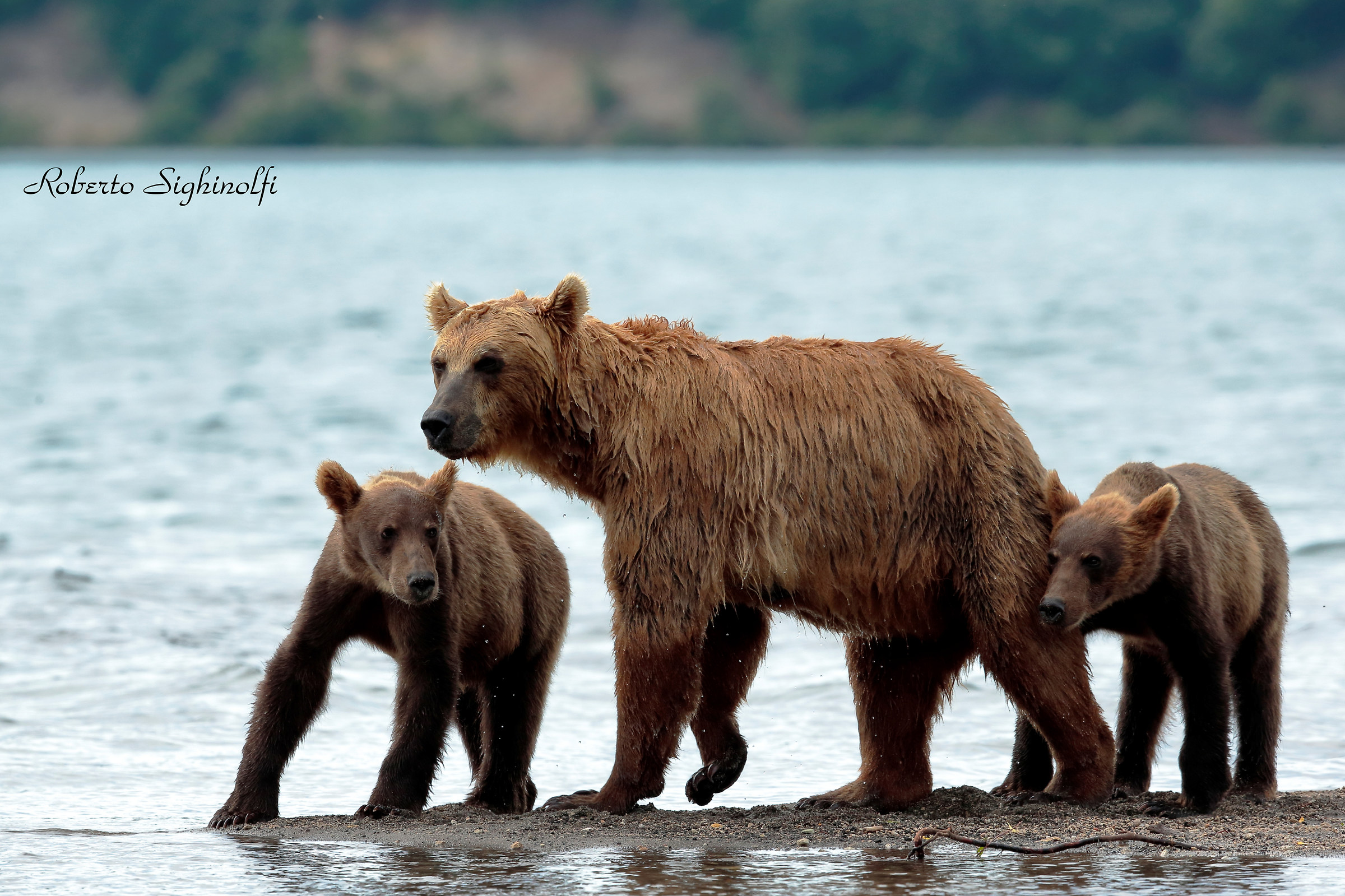 Mummy bear cares with puppies
