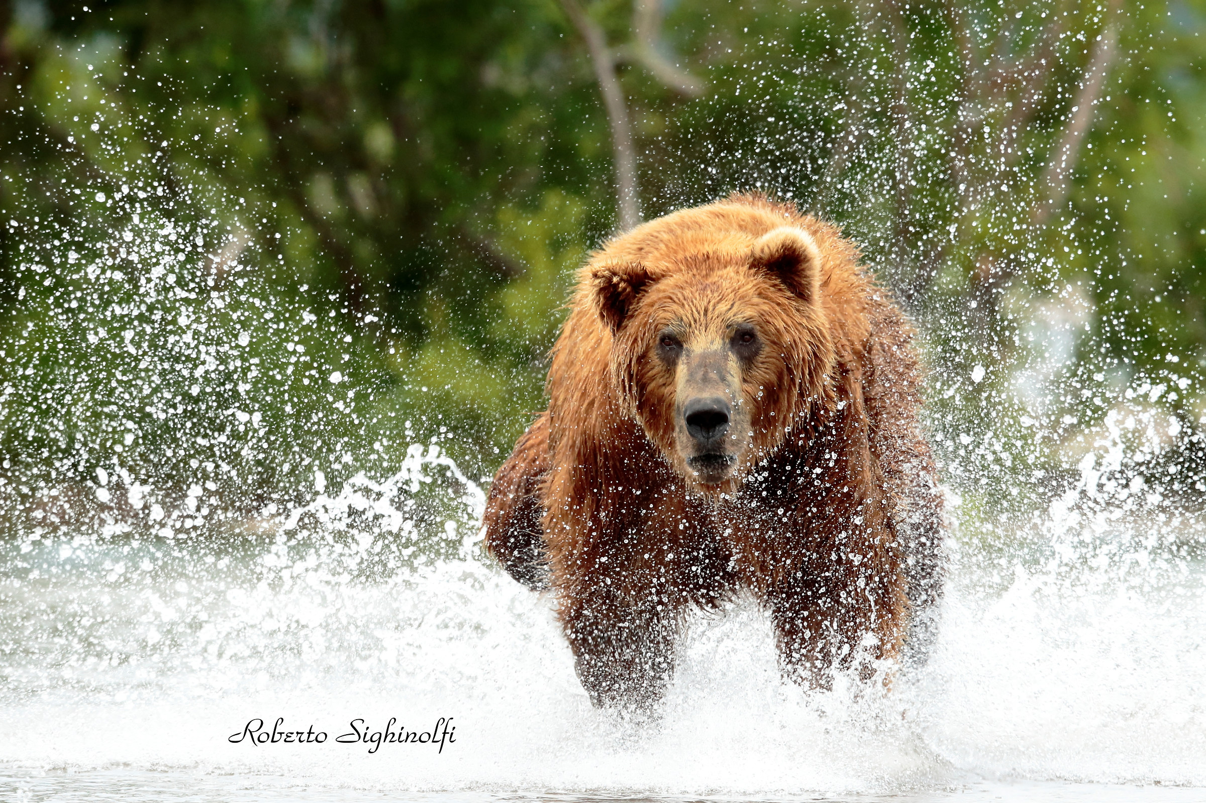 The bear runs the salmon