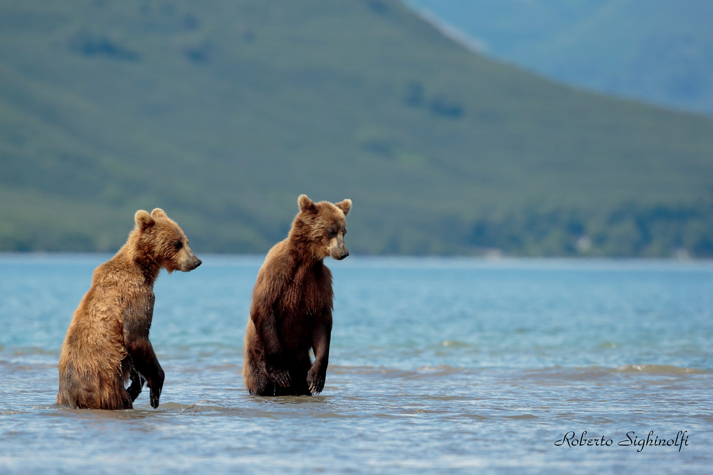 Bears erect on two feet obscure the water