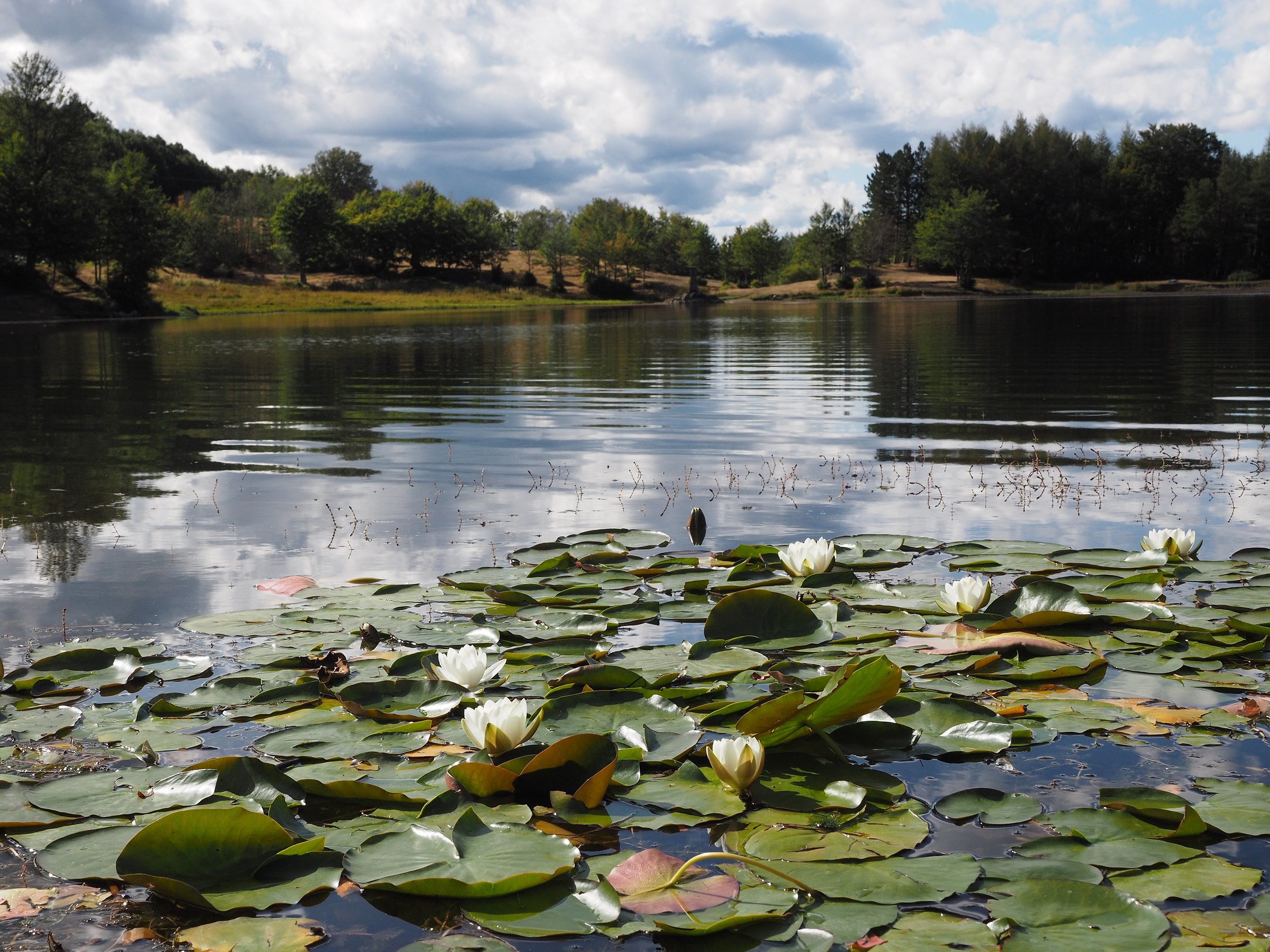 water lily at Ventasso