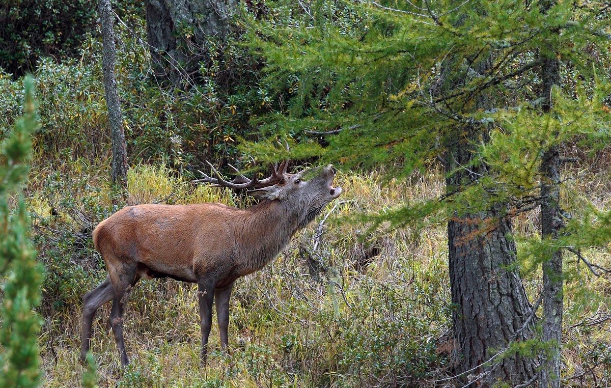Dove bramiscono i cervi I