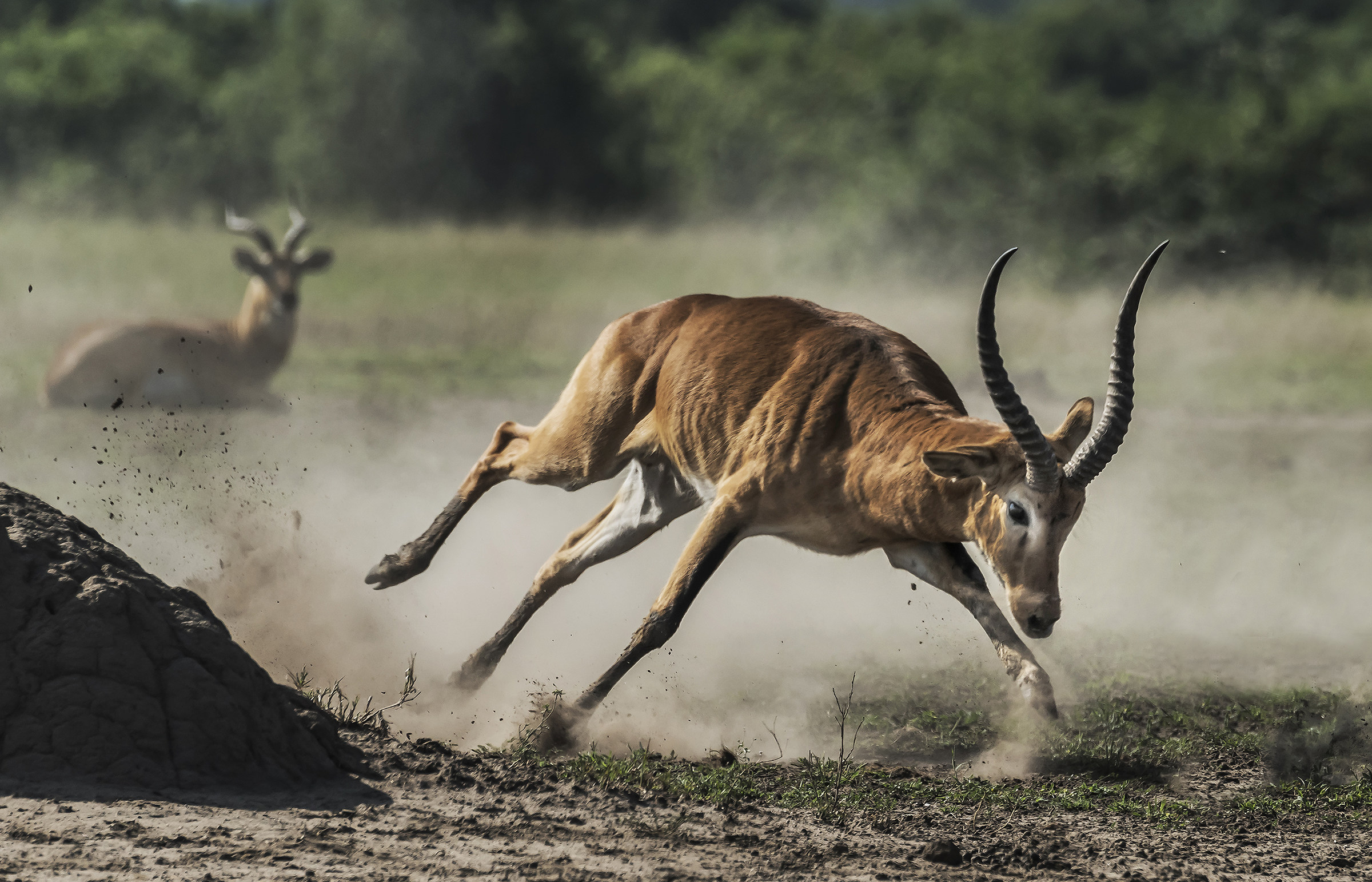 Uganda kob (antilope endemica)