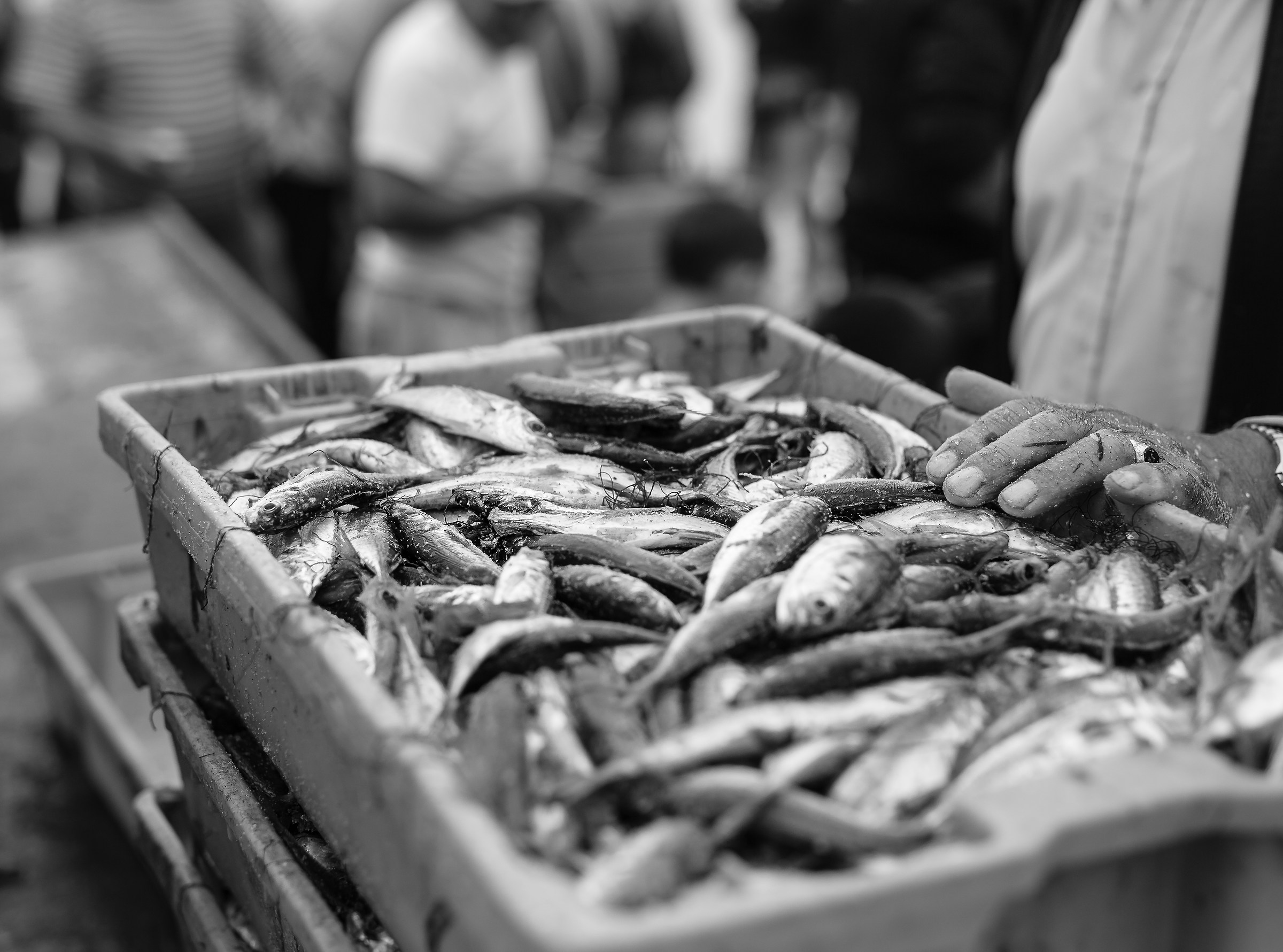 Portugal - Fishing Xavega