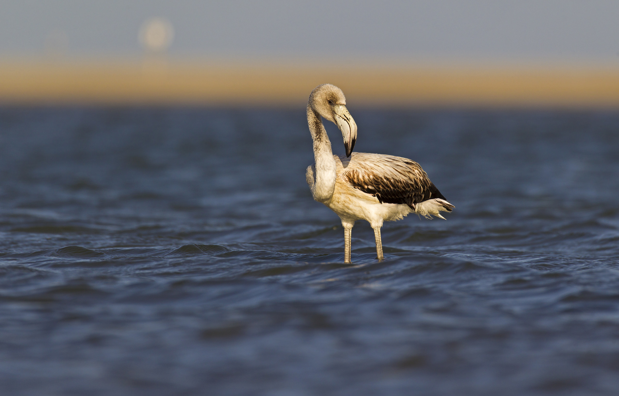 sunset to notaries 2