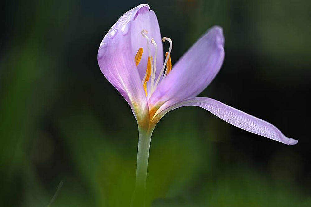 Crocus
