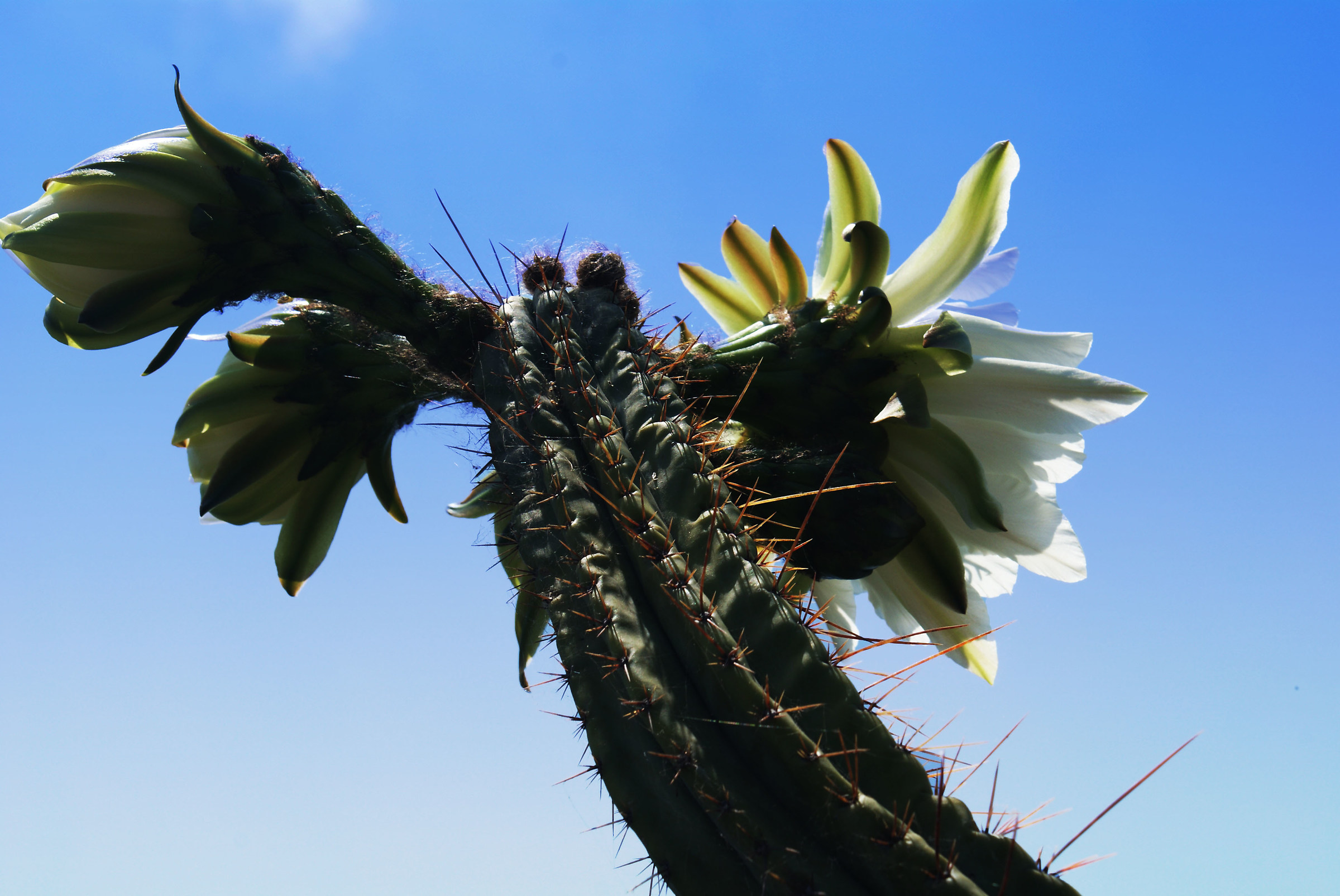 Isola di Vulcano, cactus