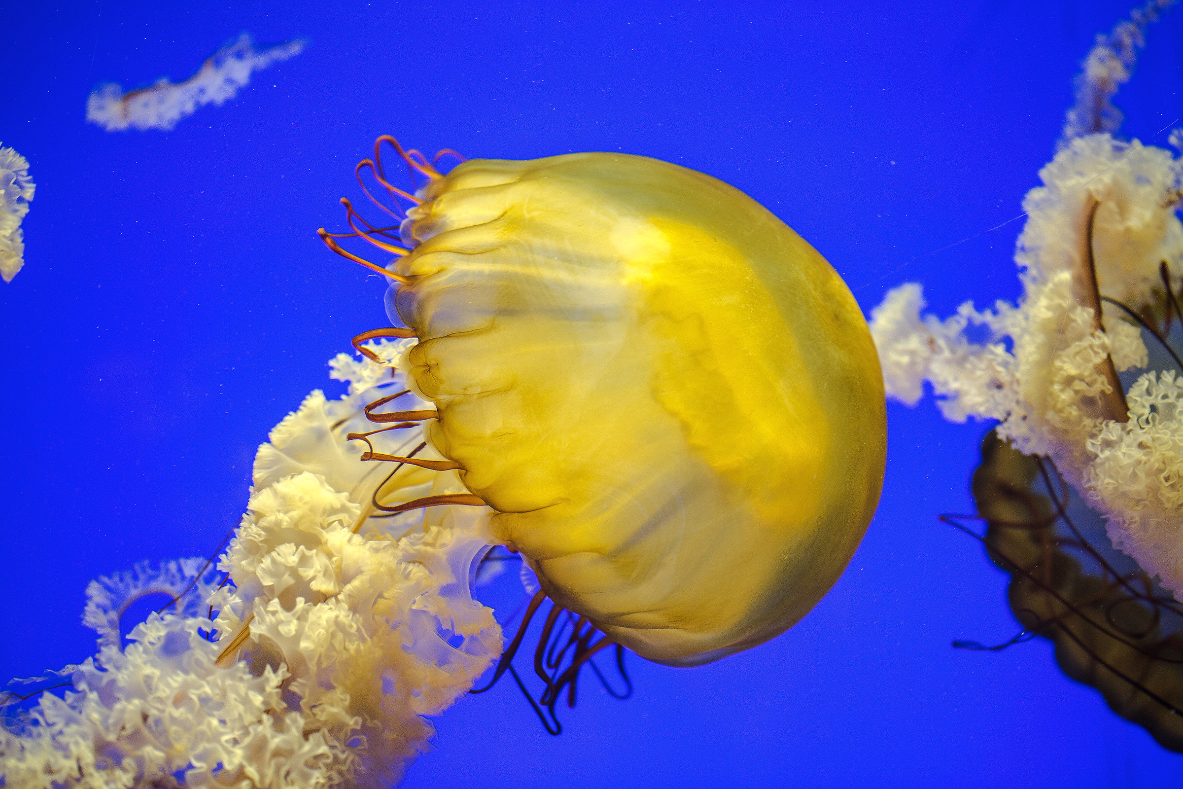 Chrysaora fuscescens