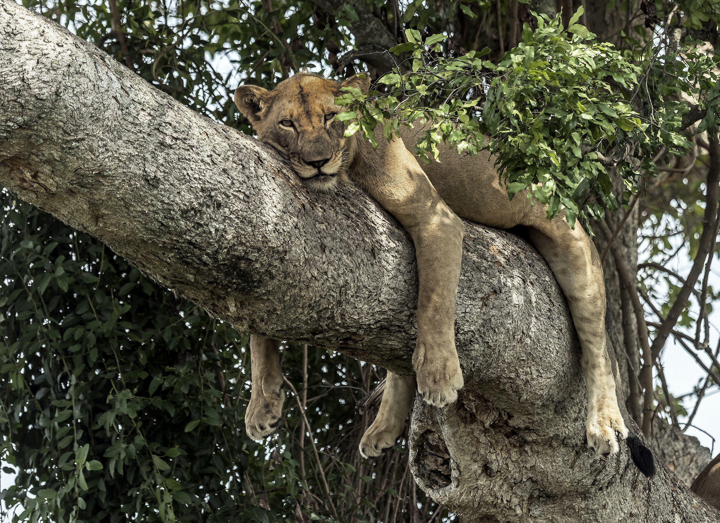 Lion climber - Uganda