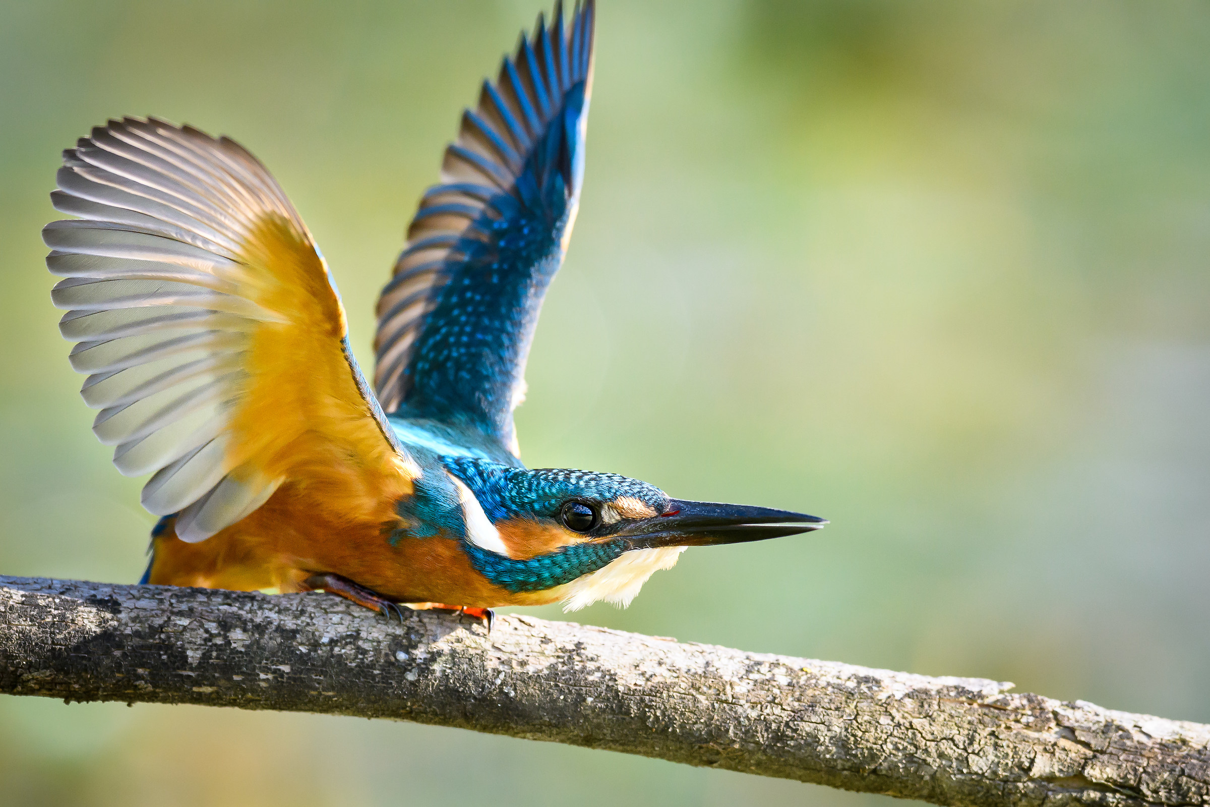 get away who can !!!