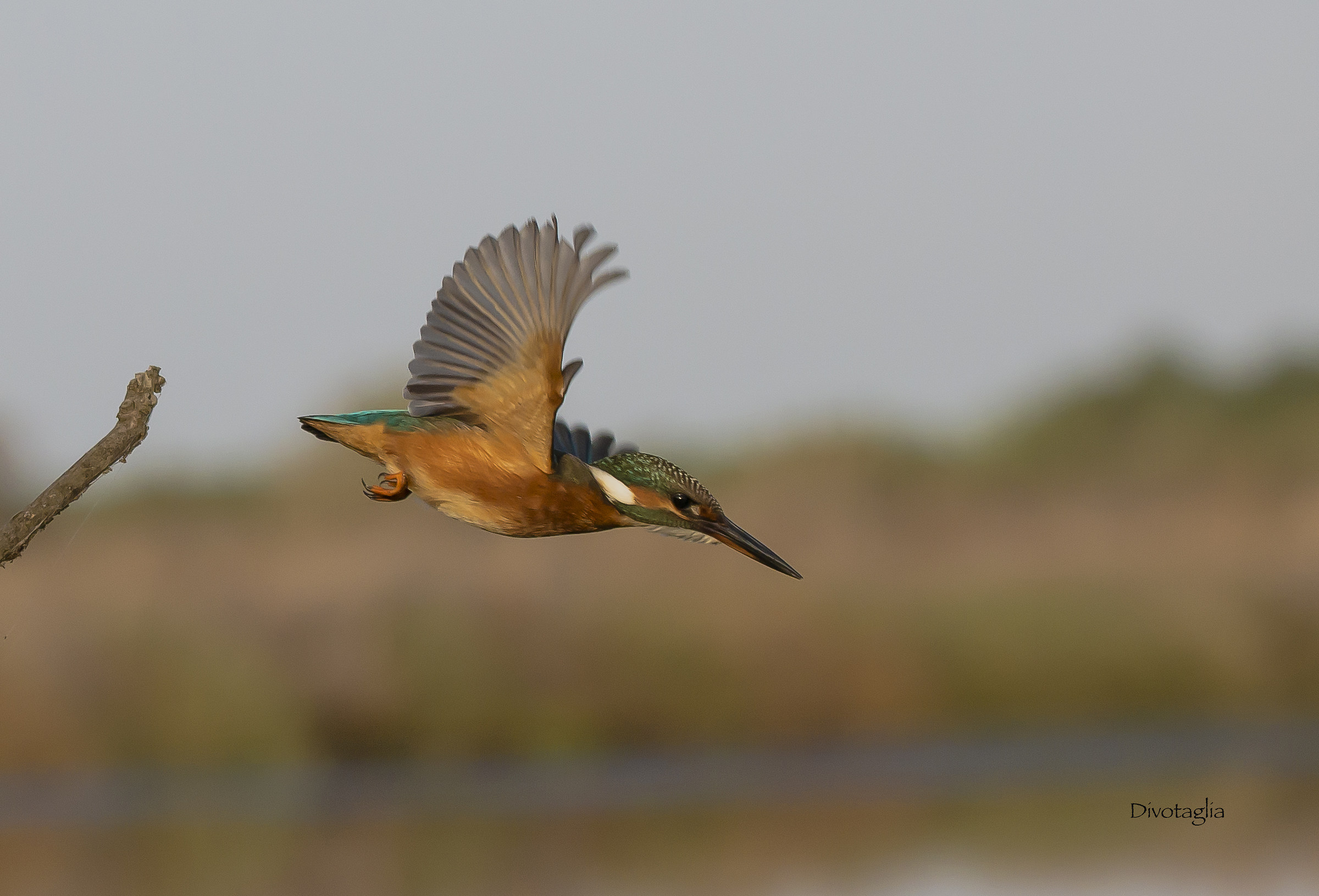 Martina goes fishing