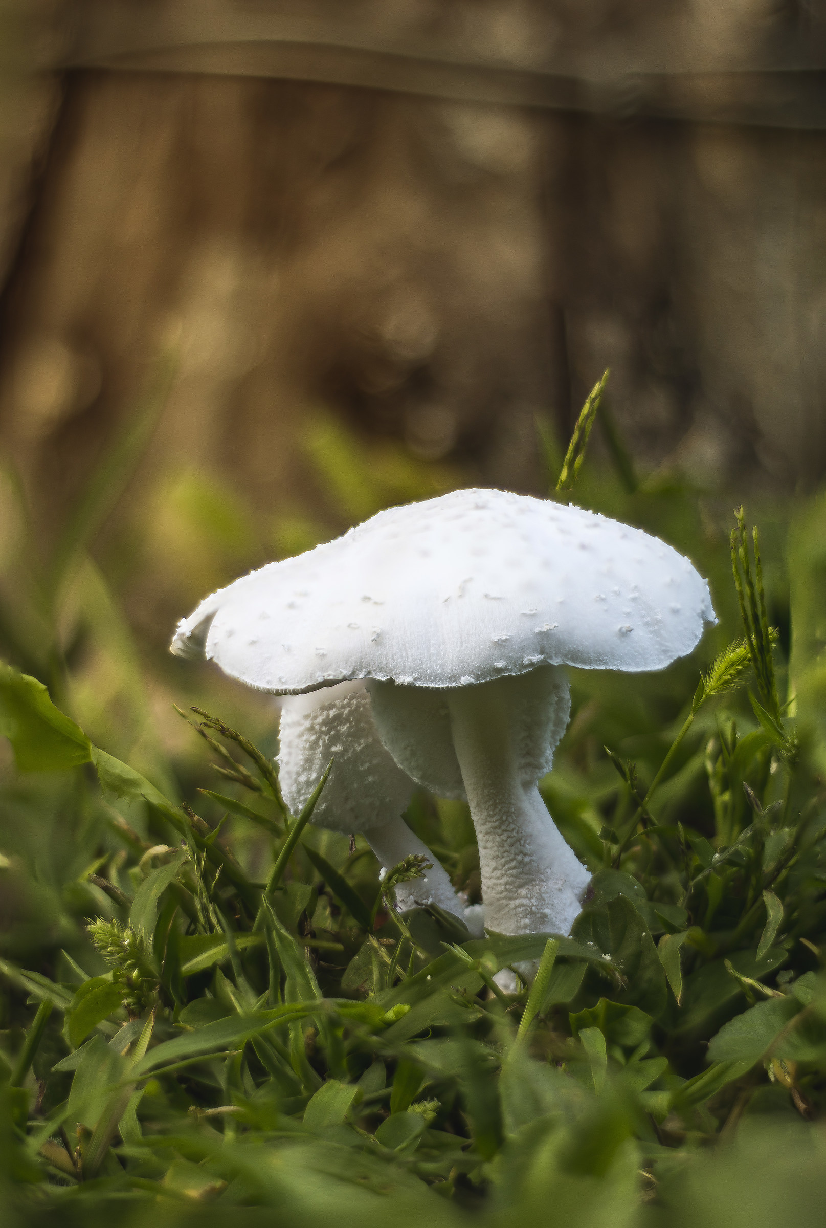 Leucocoprinus Cretaceus