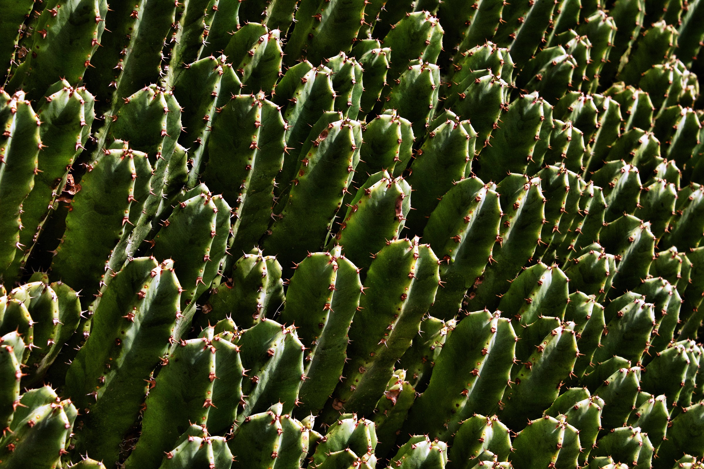 Succulent Army