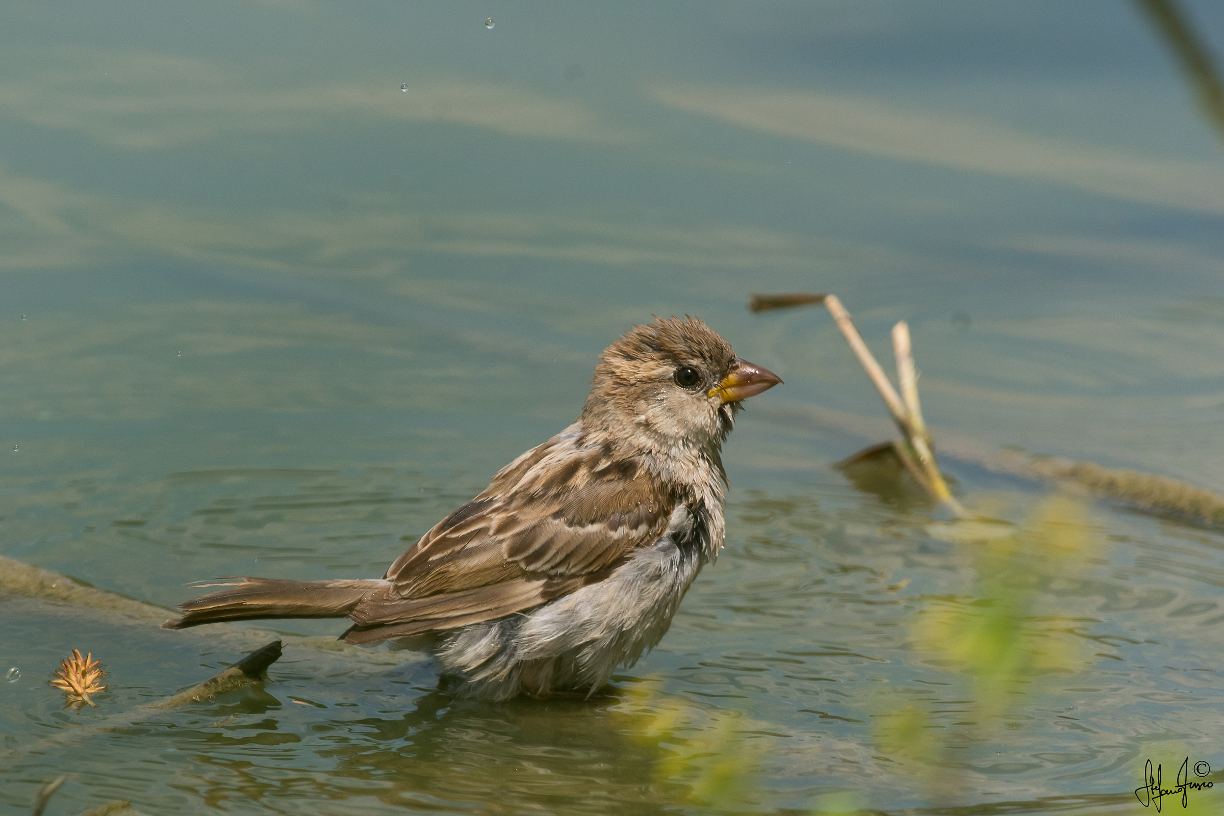 Passera d'Italia-6836