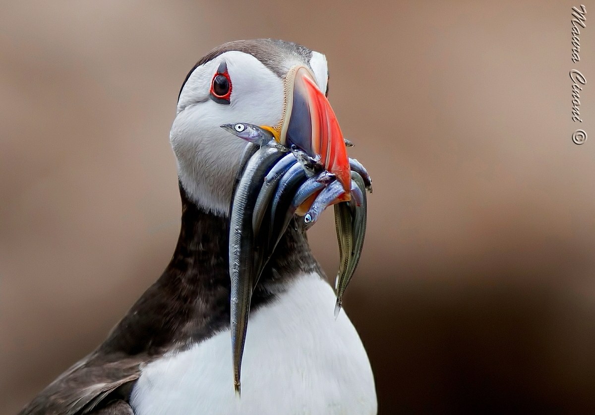 Puffin in pastel colors