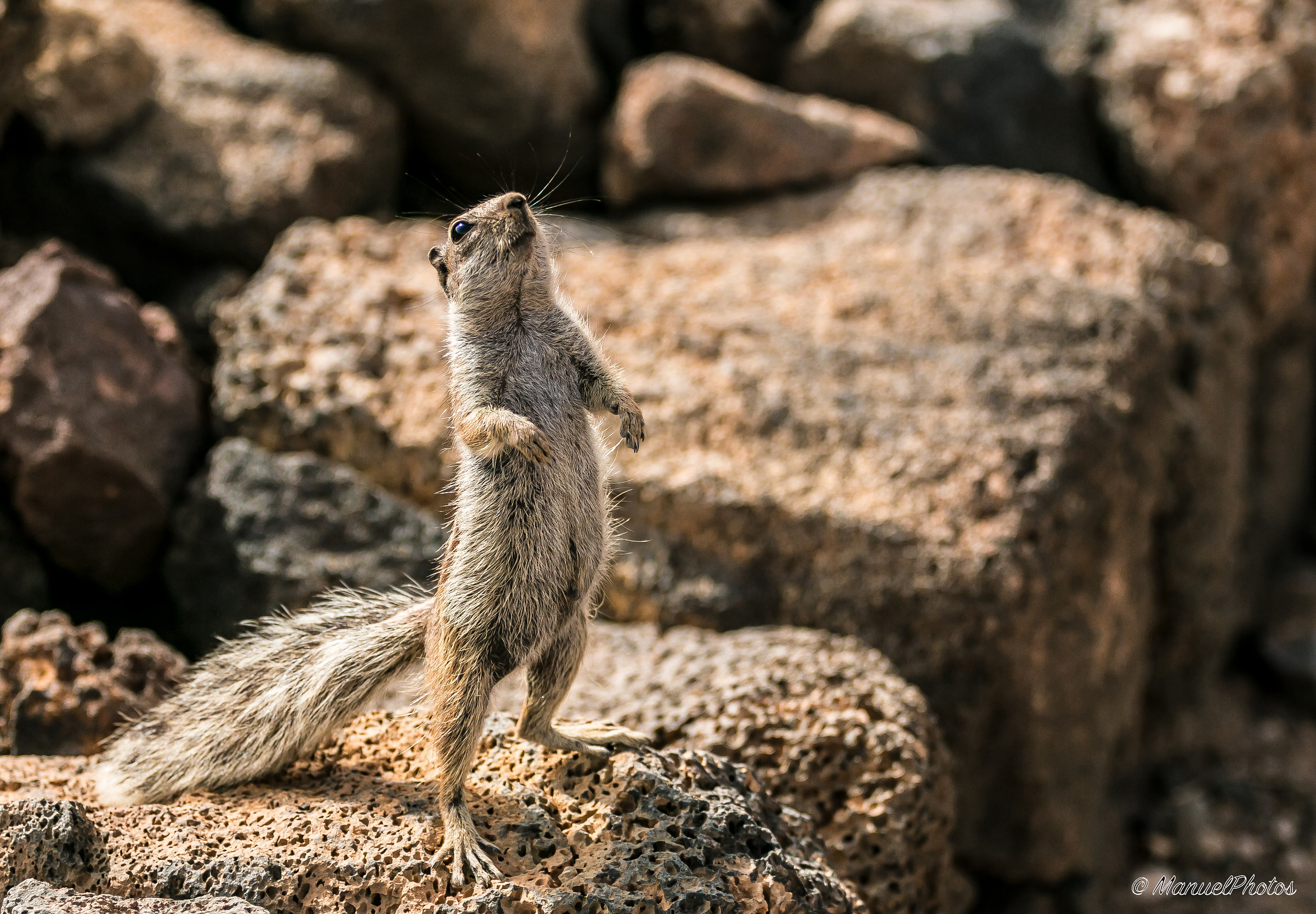 The inhabitants of the volcano - Fuerteventura