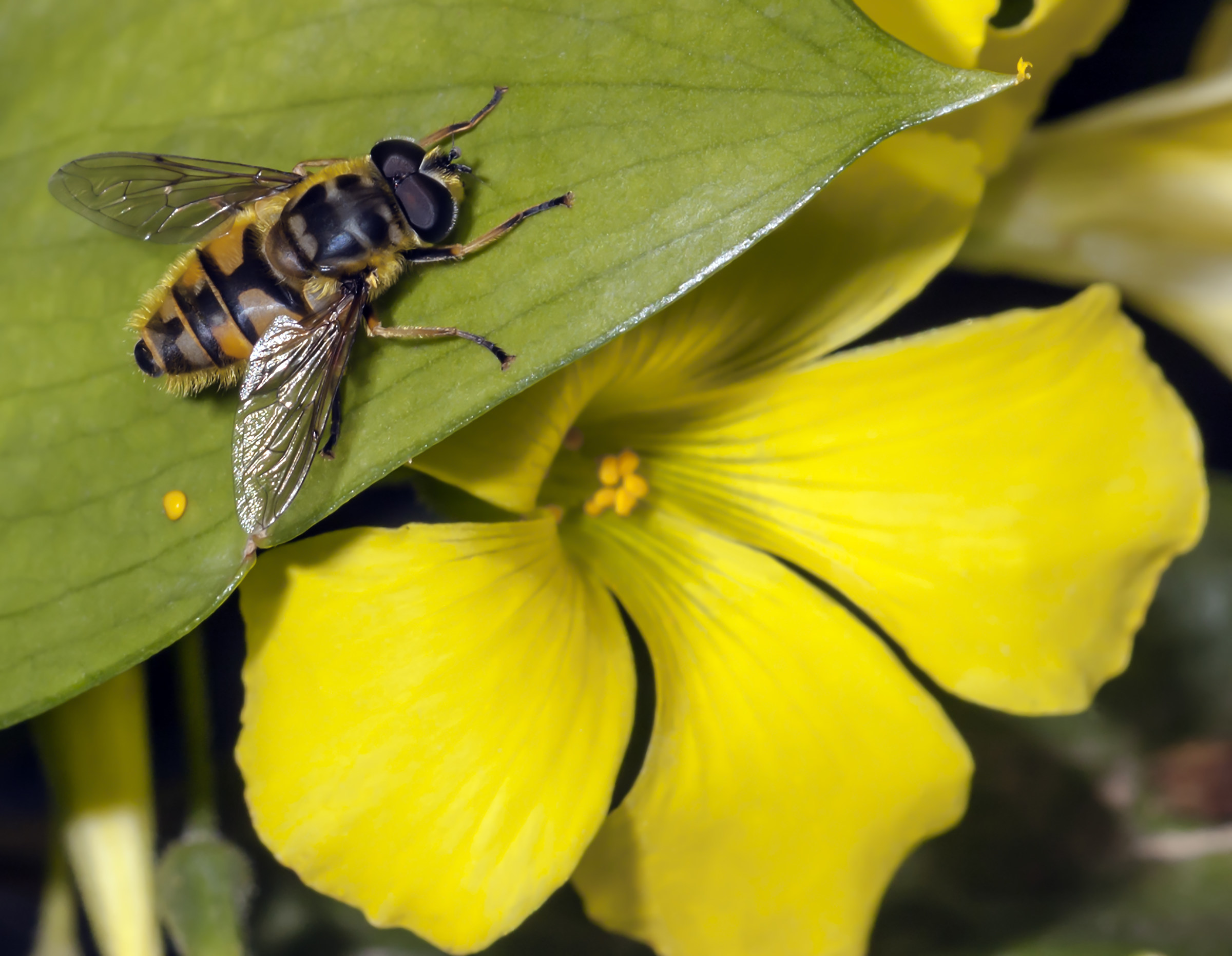 Hoverfly