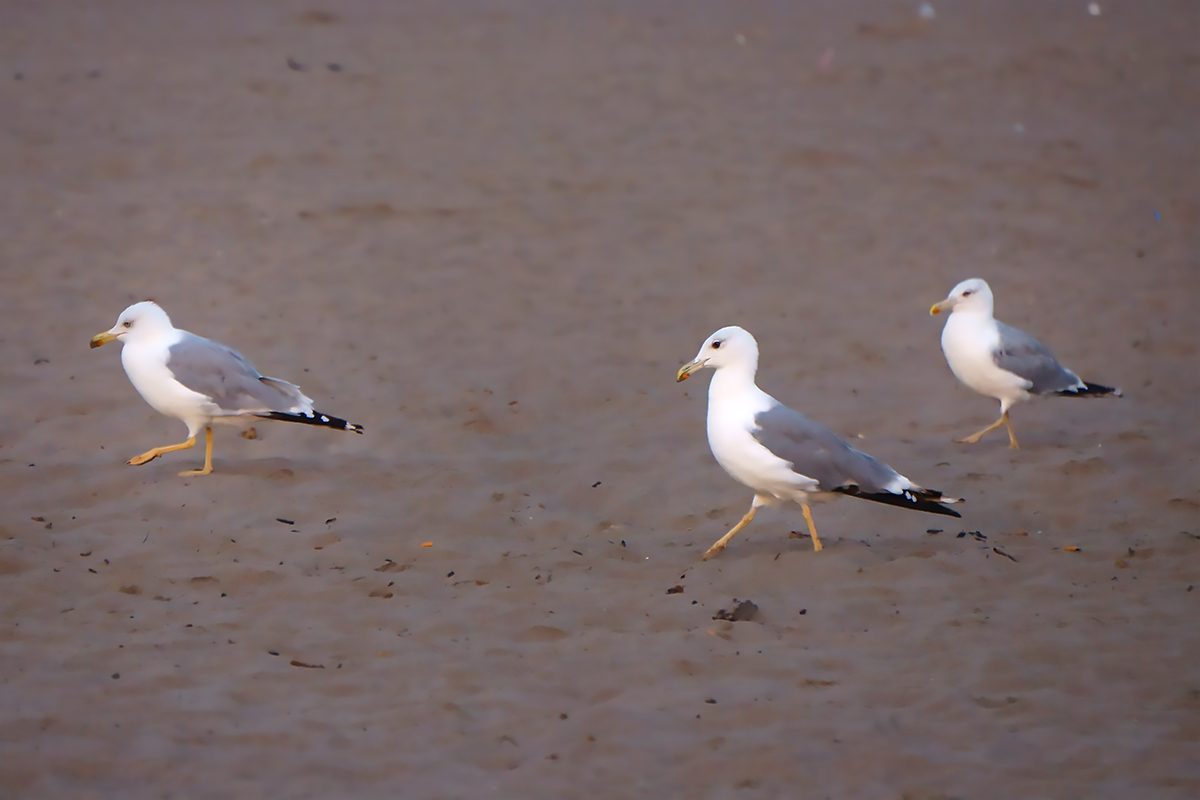 The three of the ave maria