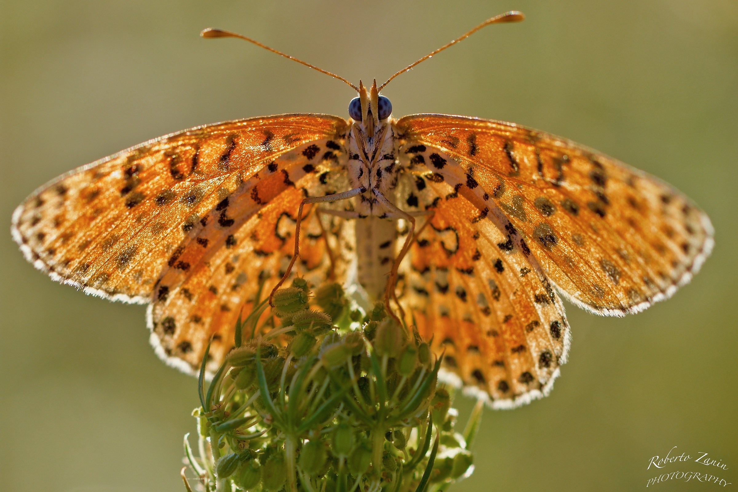 On meadows in late summer