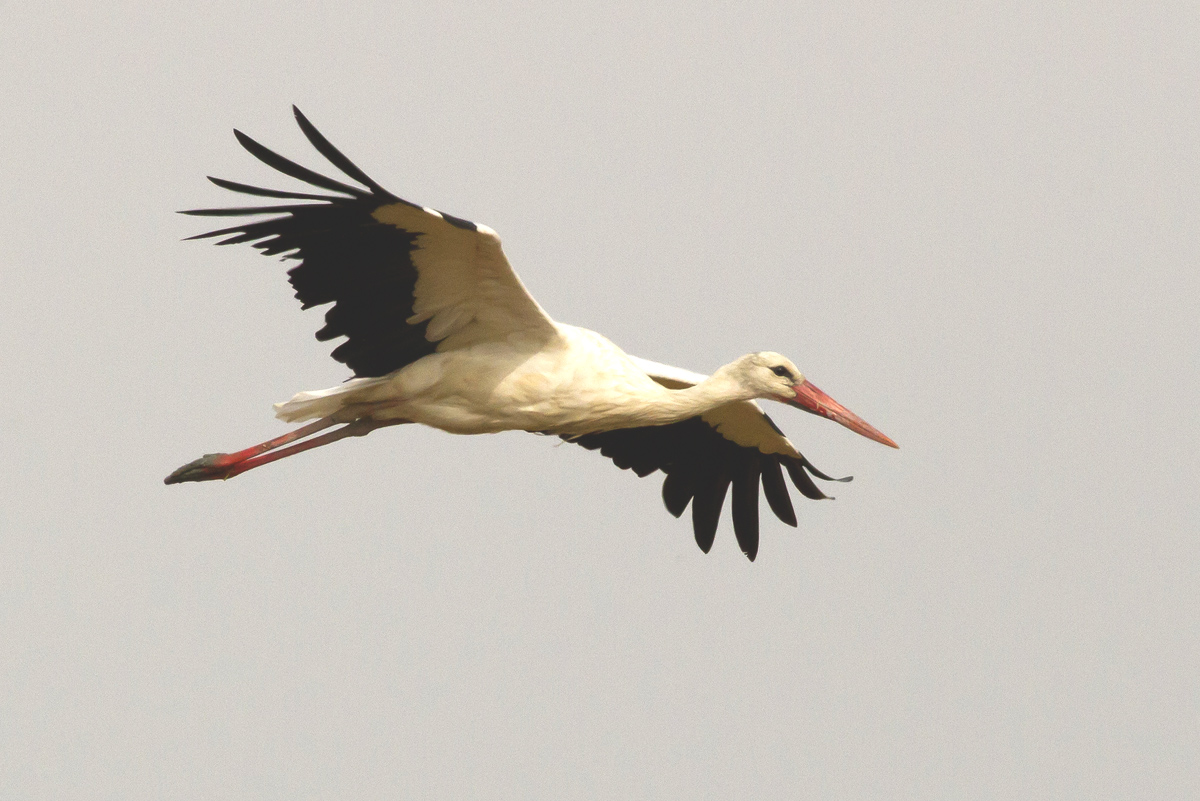 Stork