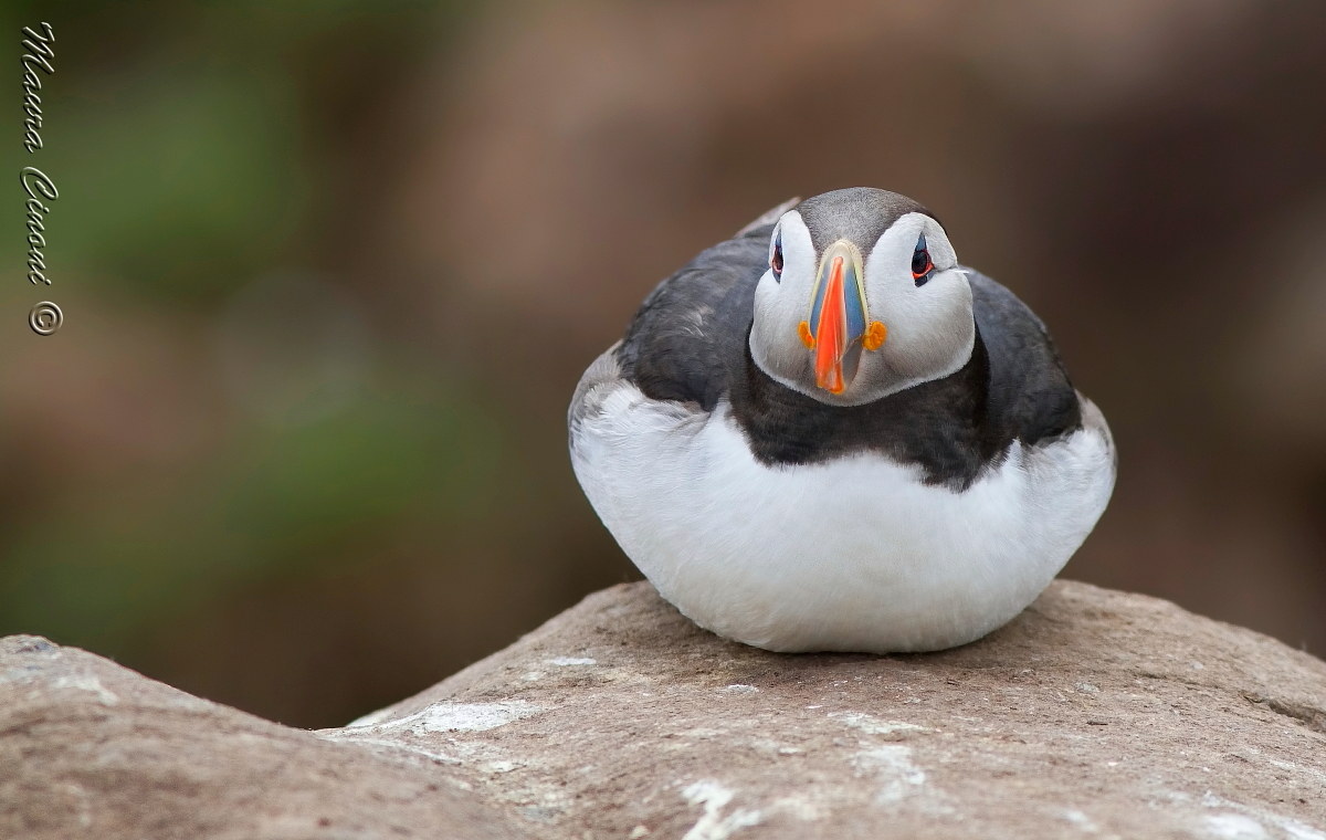 Puffin