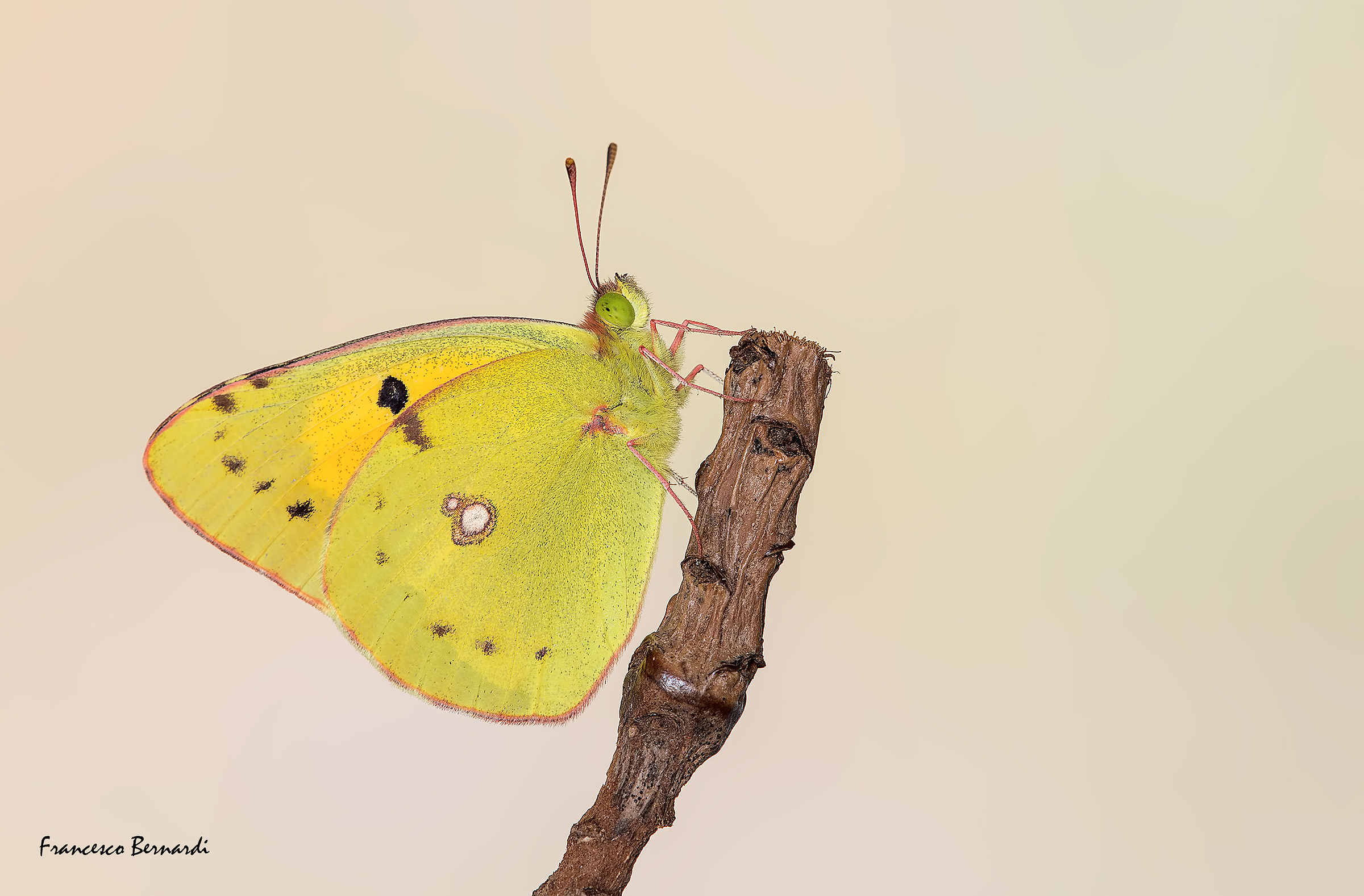 Colias