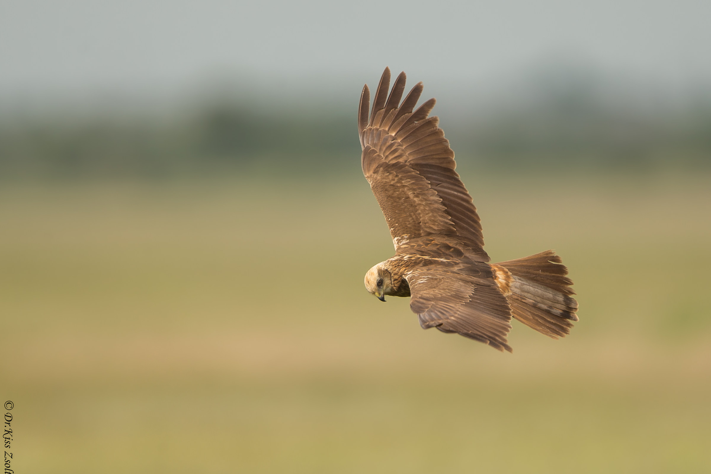Marsh Harrier