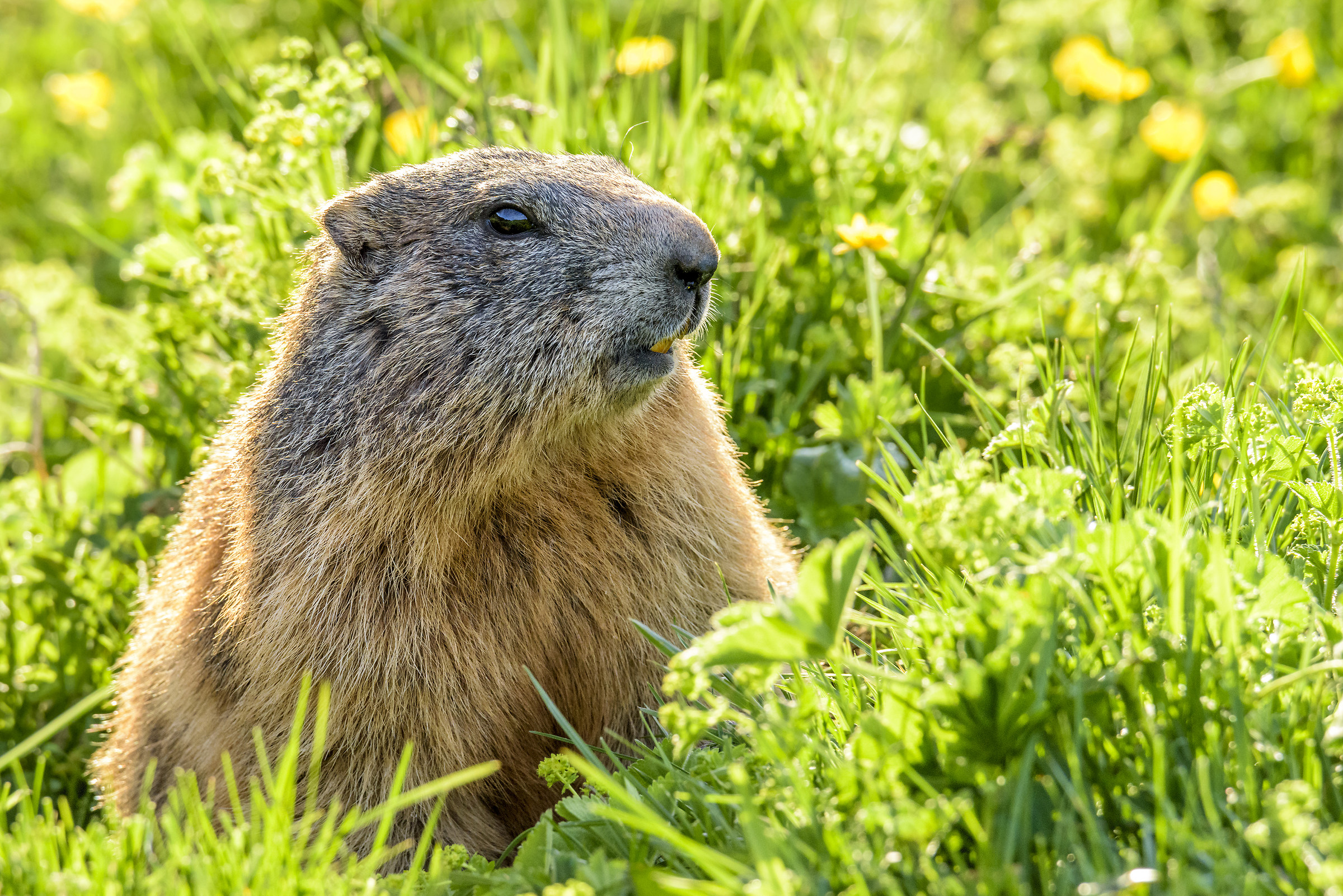 Marmot