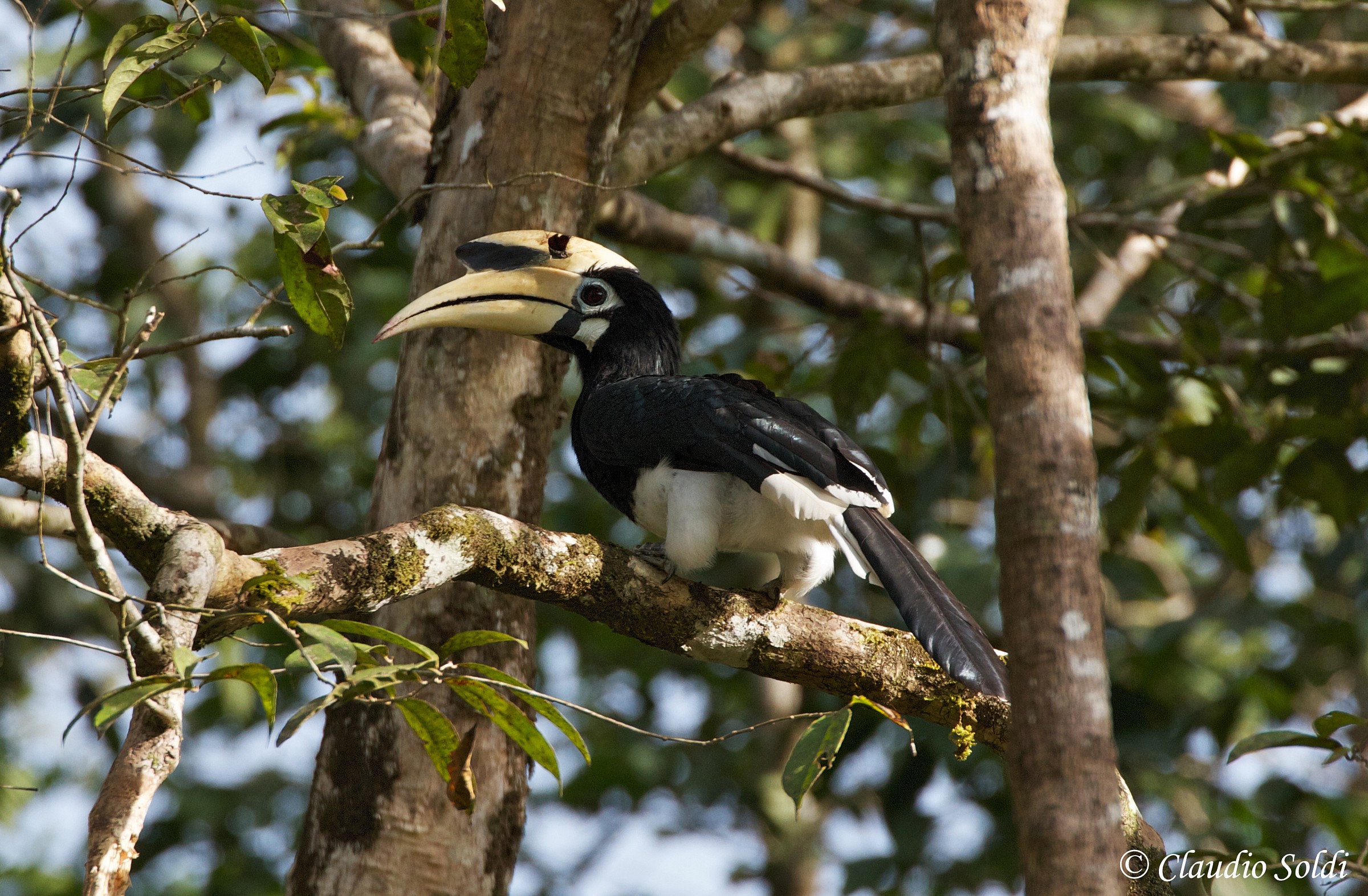 Rhinoceros Hornbill - Borneo
