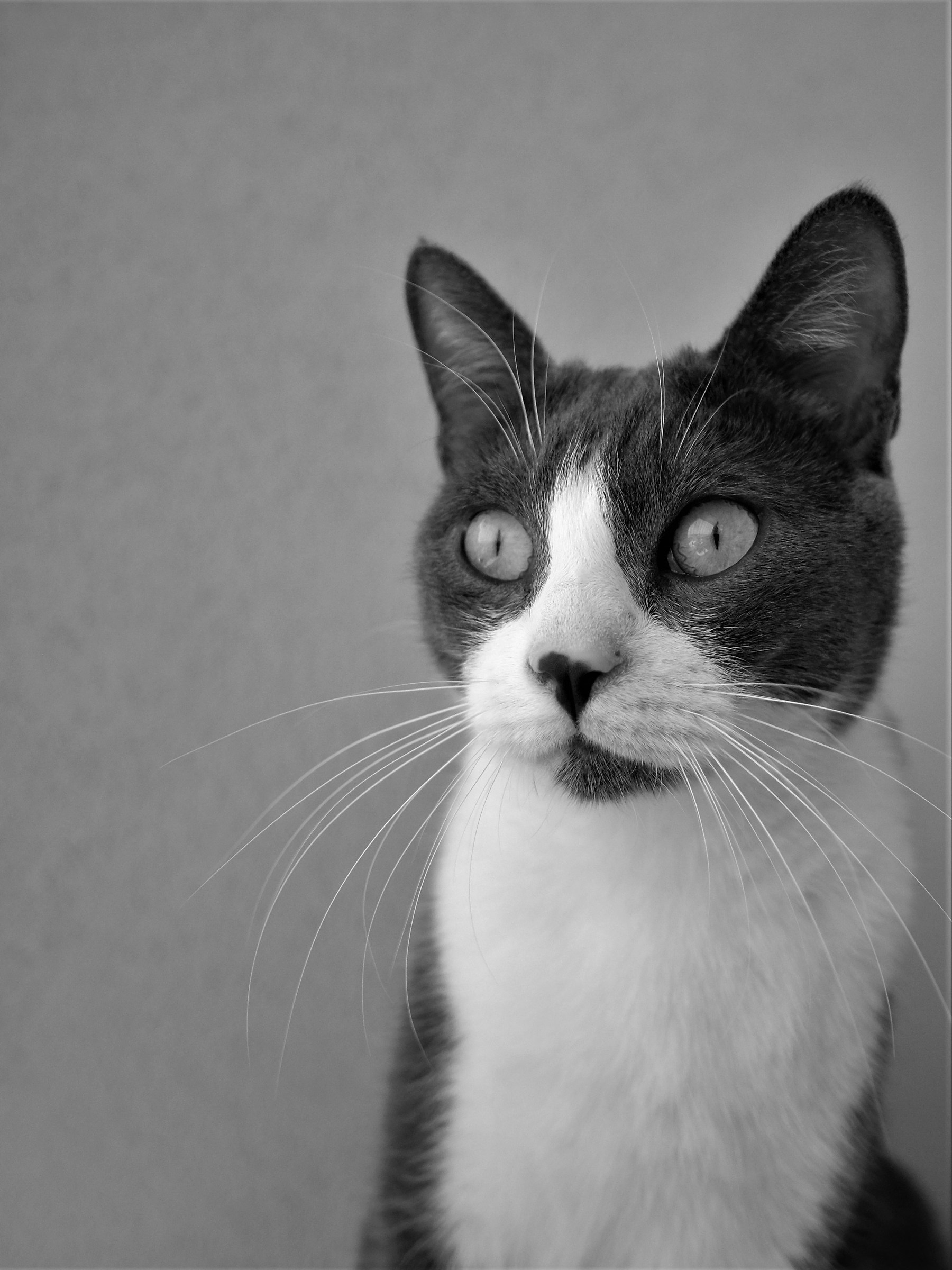 A cat is a cat is a cat